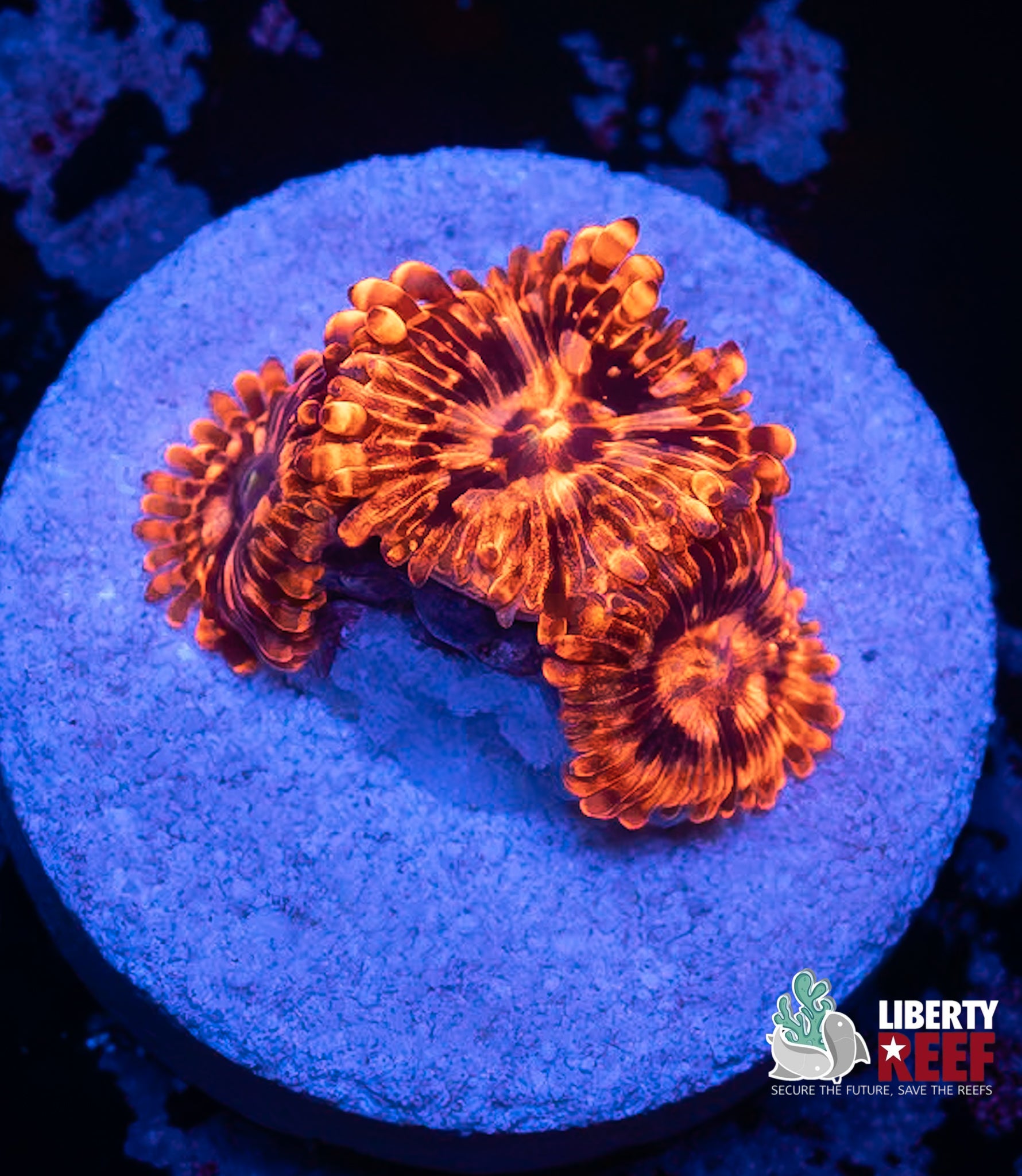 Utter Chaos Zoas