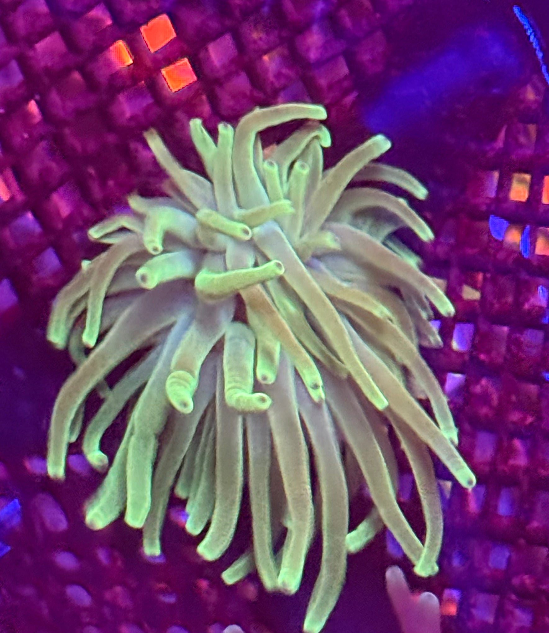 Green Condi Anenome
