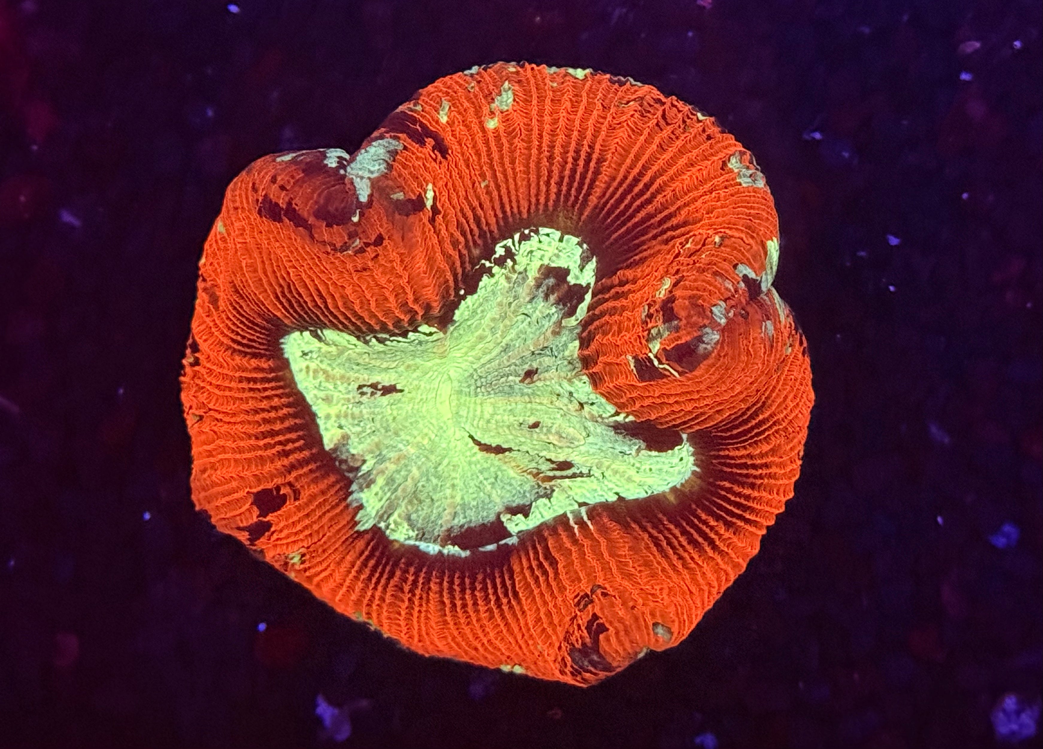 10/25 Online Auction