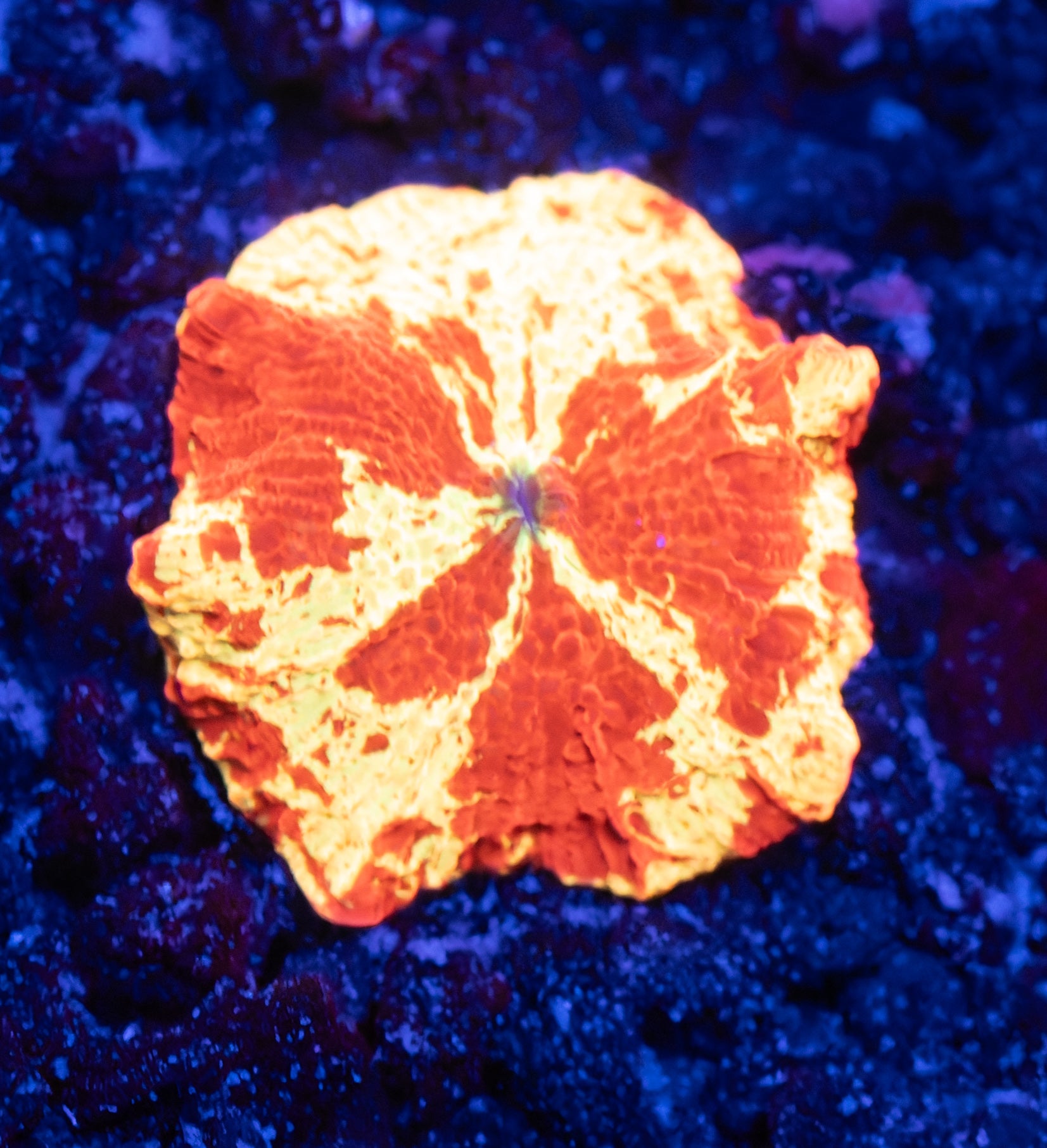 OG Jawbreaker Mushroom