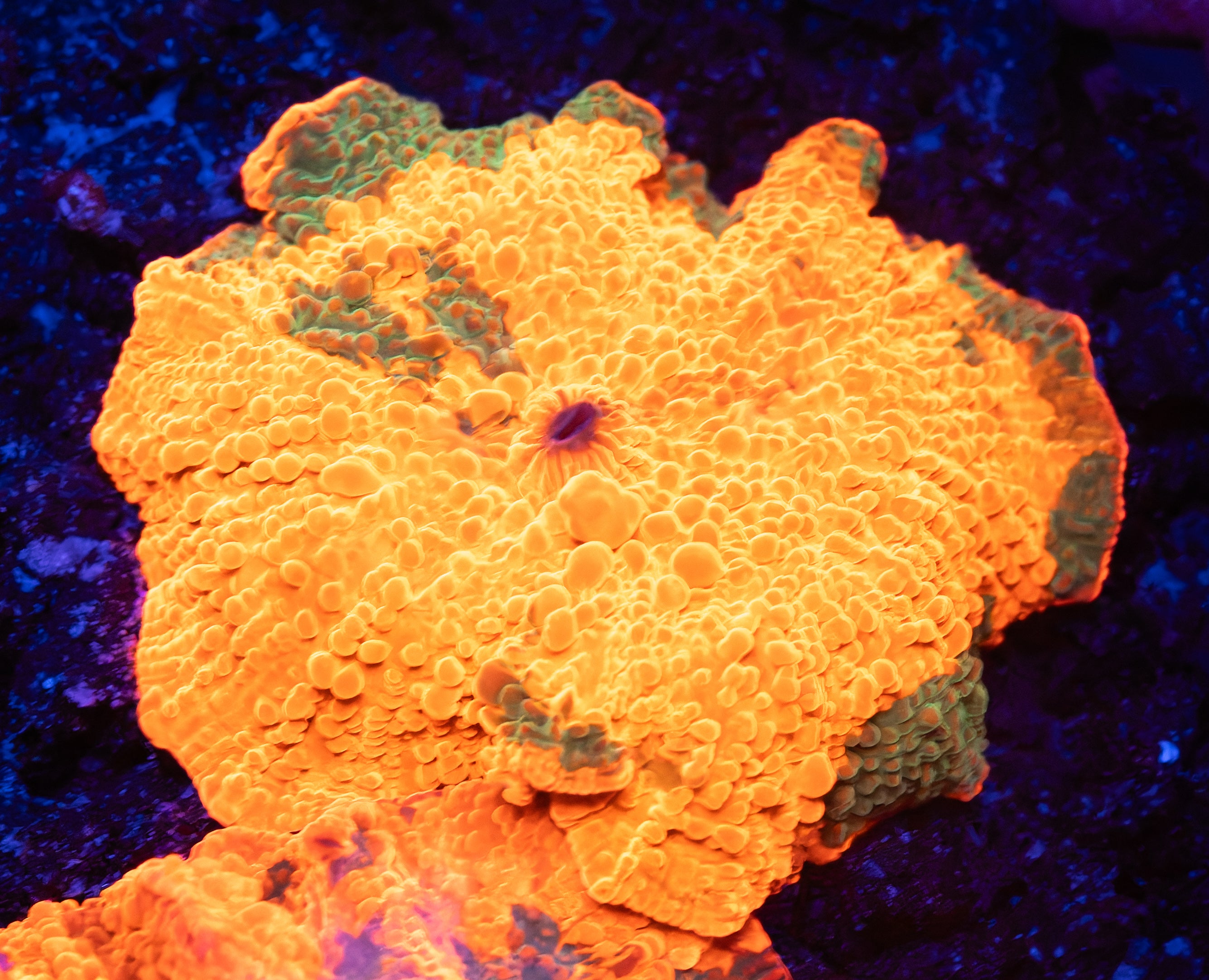 Candy Crush Jawbreaker Mushroom