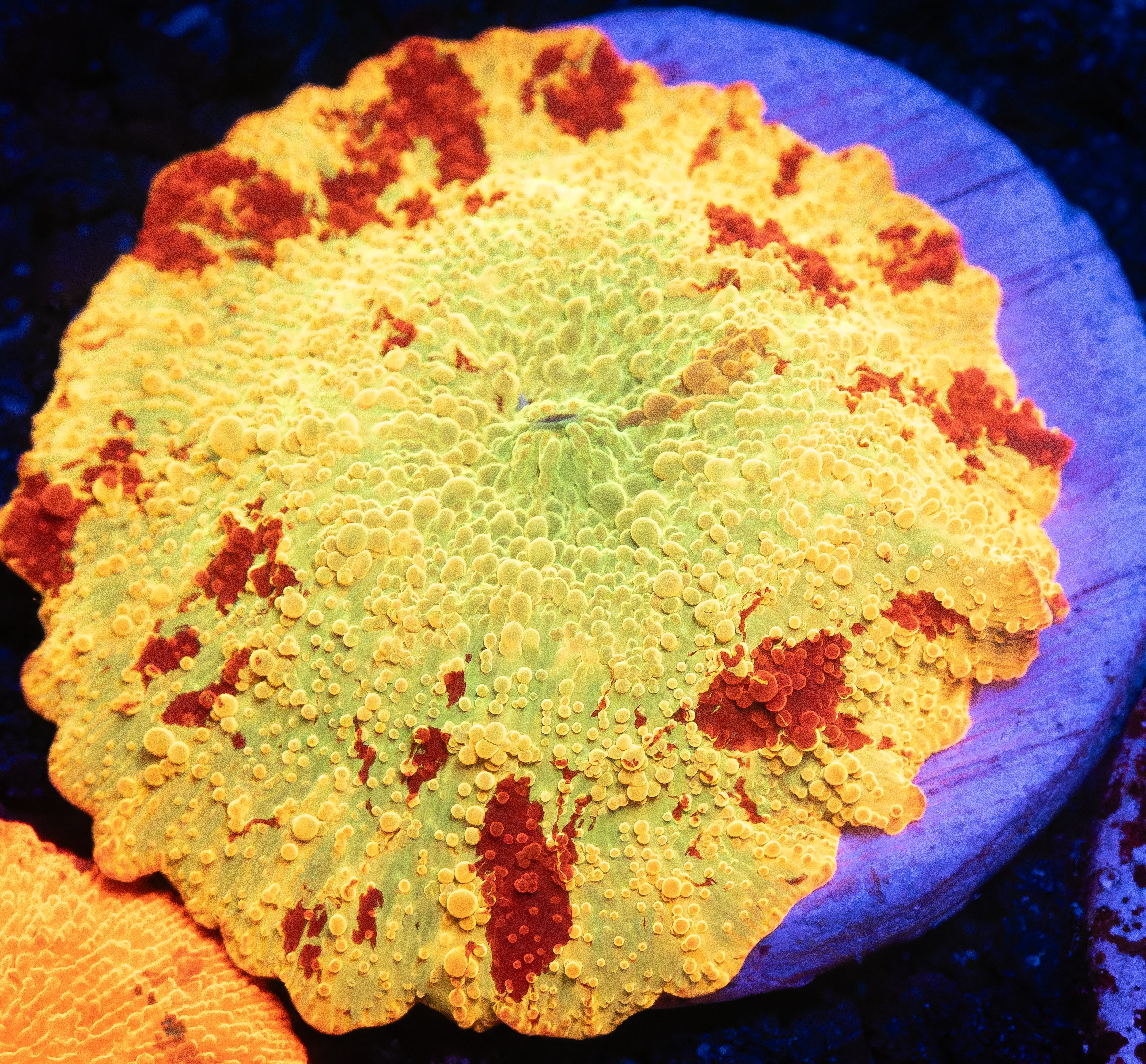 Rainbow Candy Crush Jawbreaker Mushroom