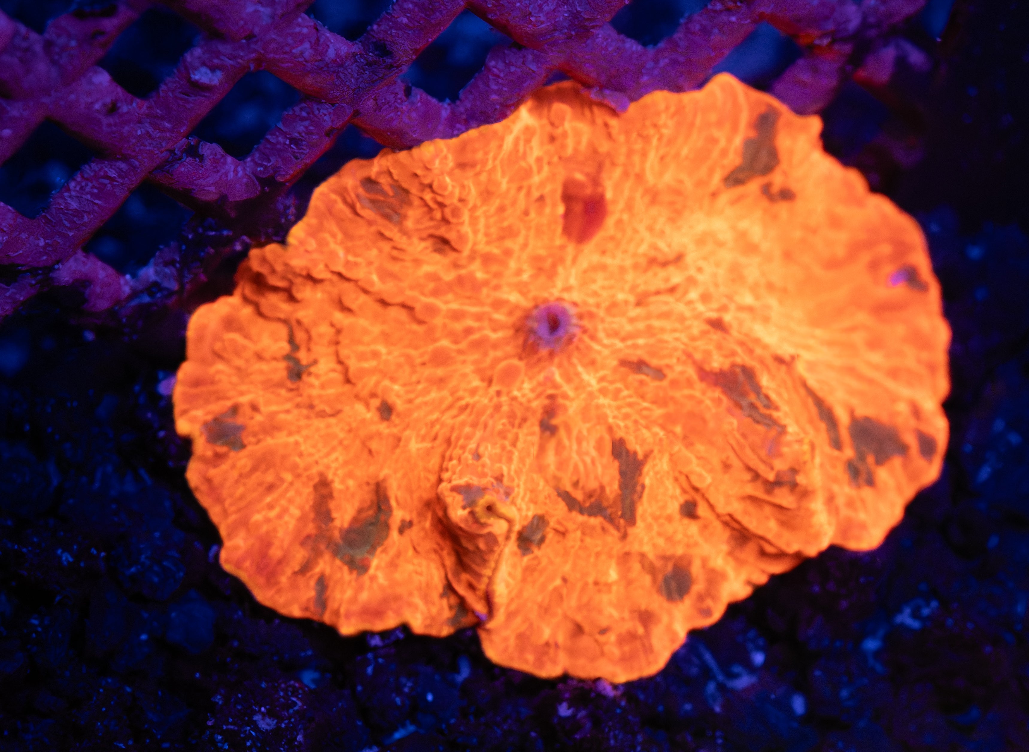 Candy Crush Jawbreaker Mushroom