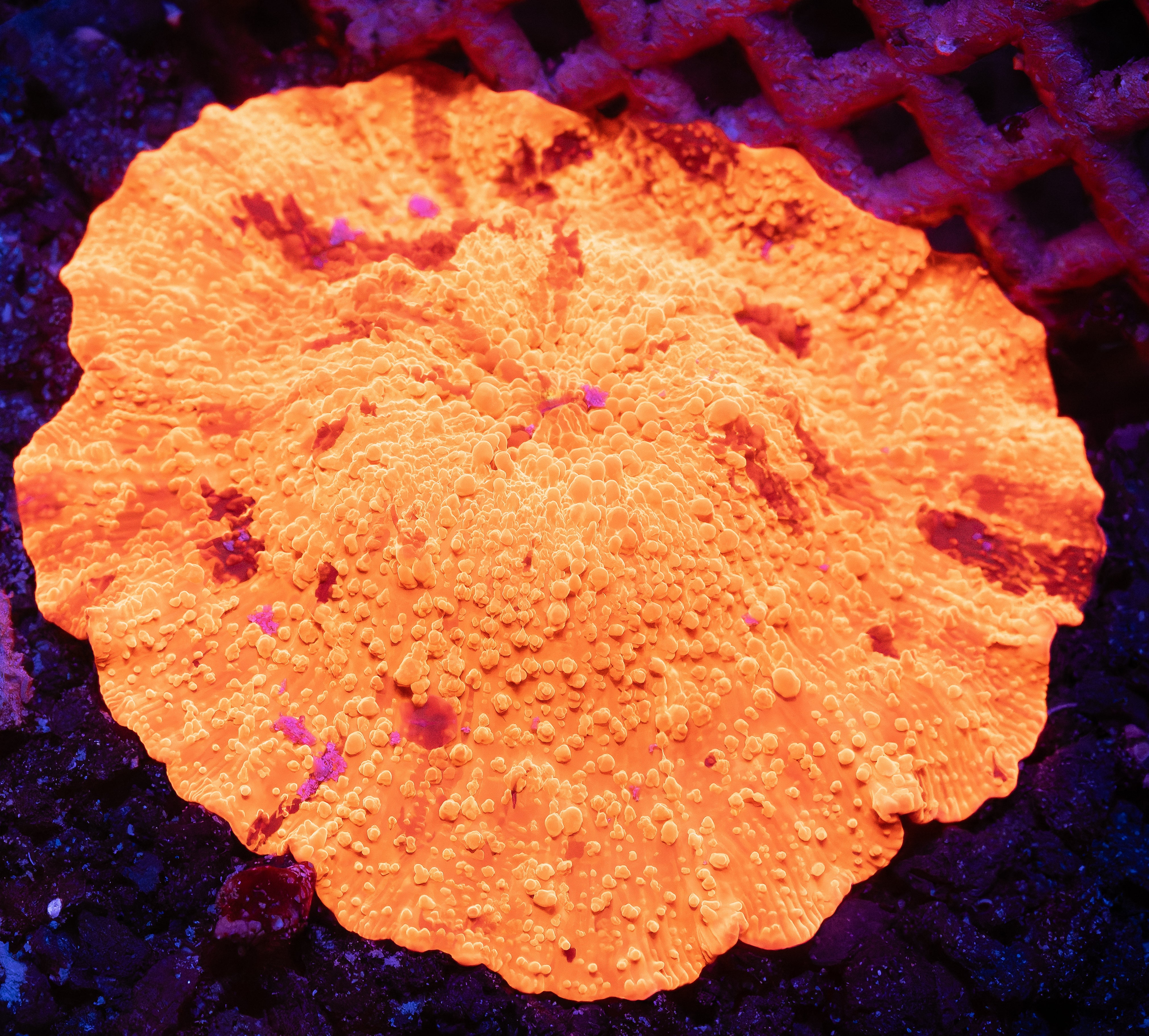 Original Poletti Jawbreaker Mushroom