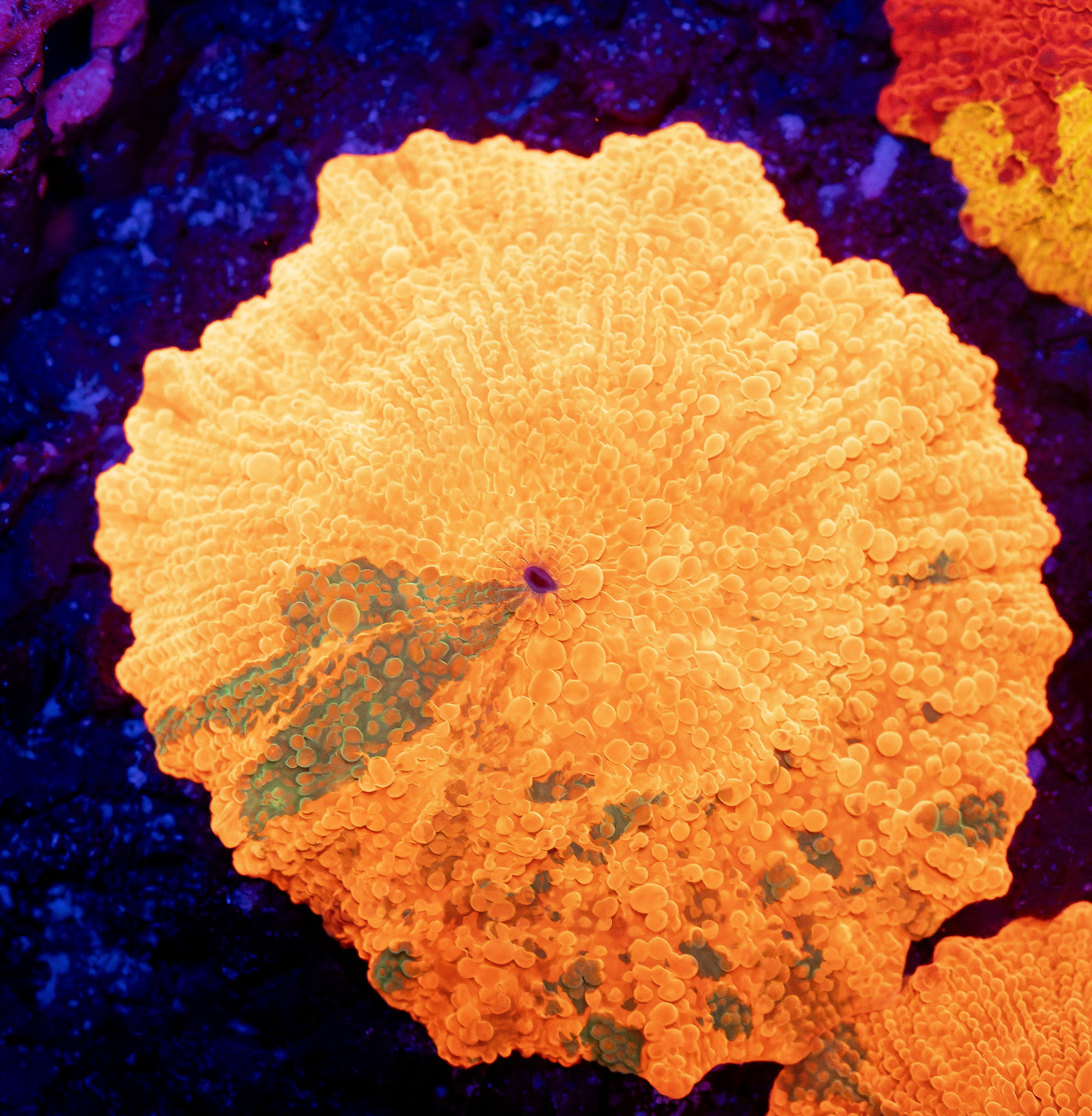 Candy Crush Jawbreaker Mushroom