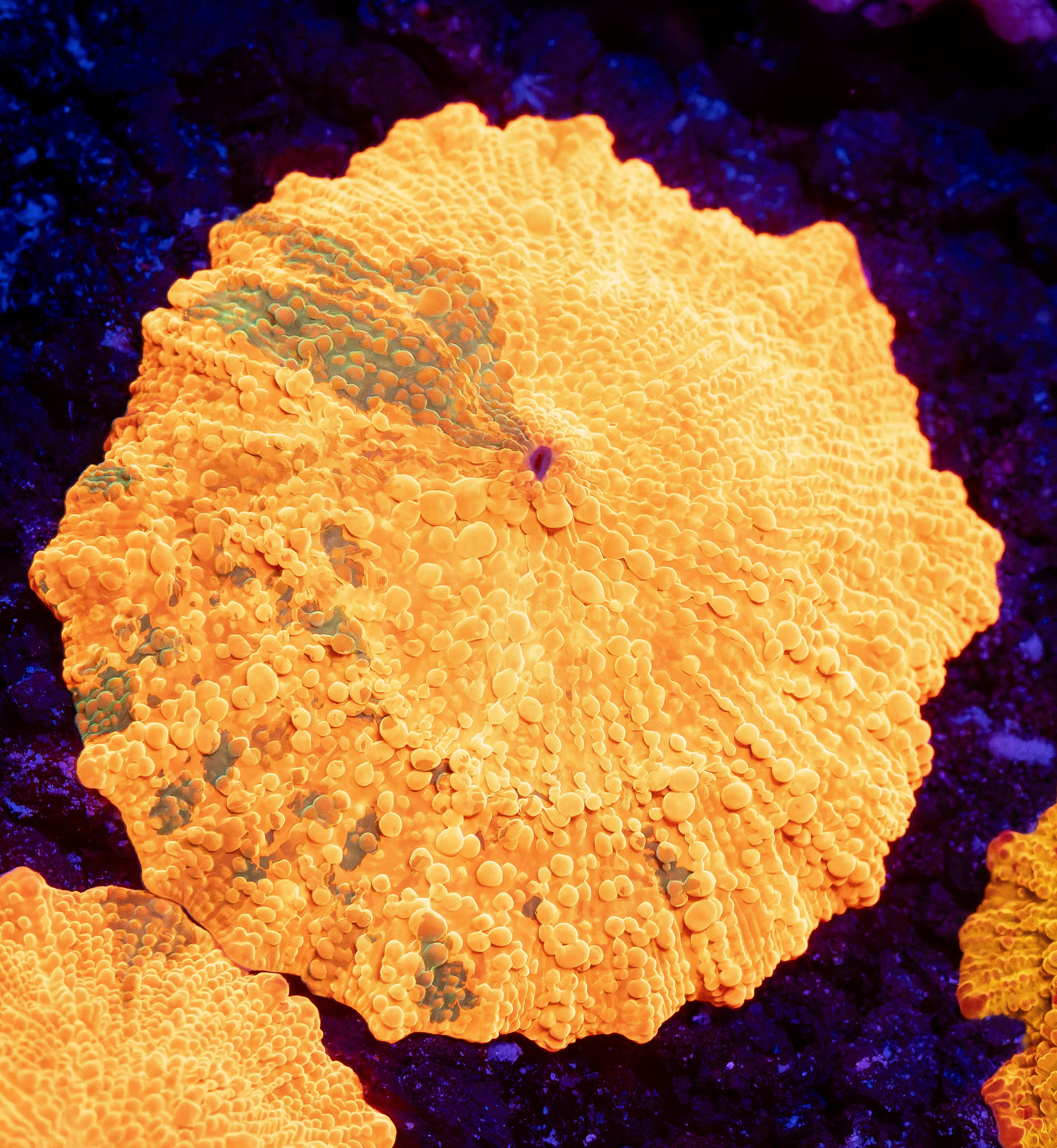 Candy Crush Jawbreaker Mushroom