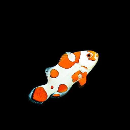 Biota Orange Storm Clownfish