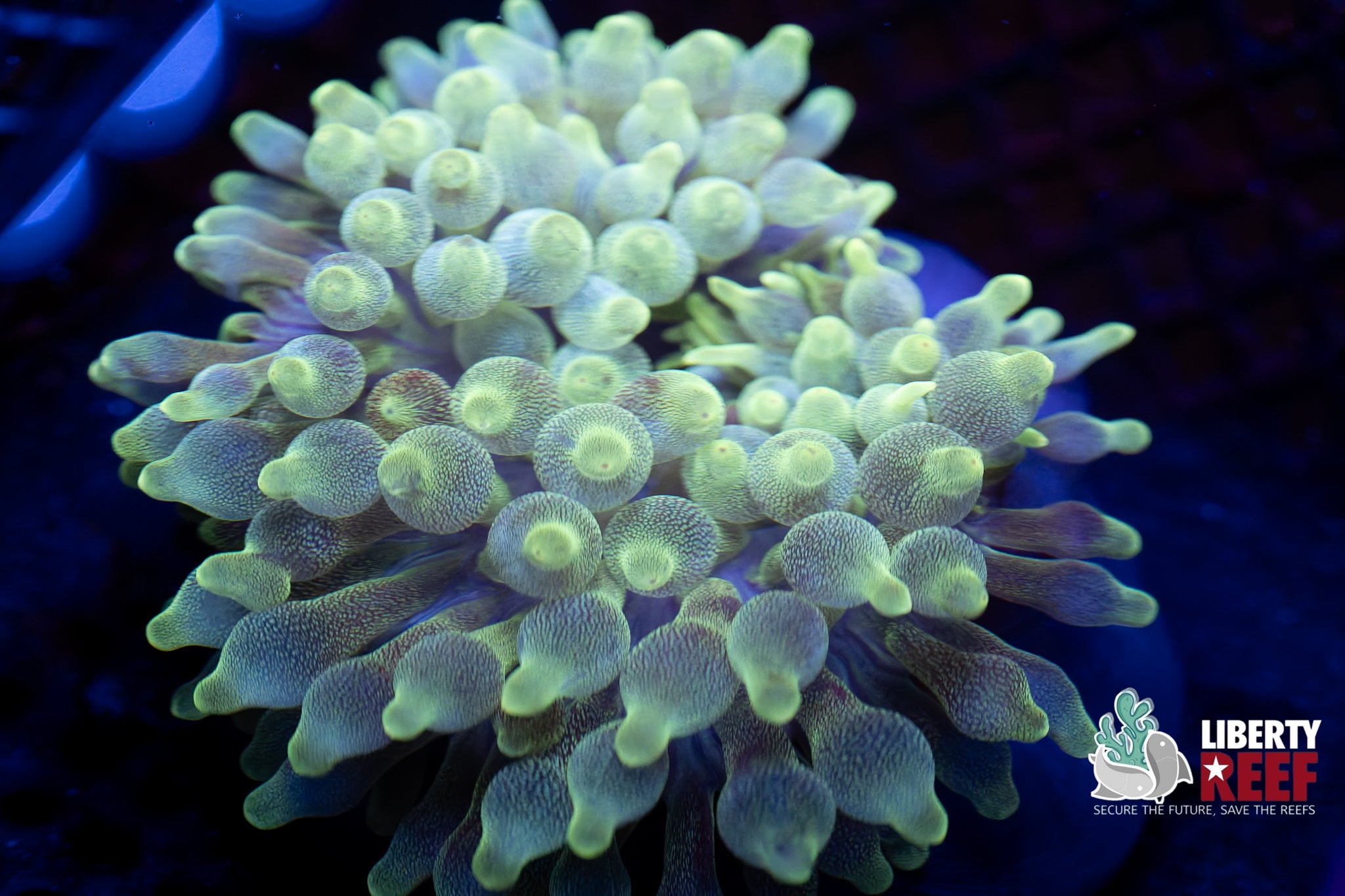 Neon Green Anenome