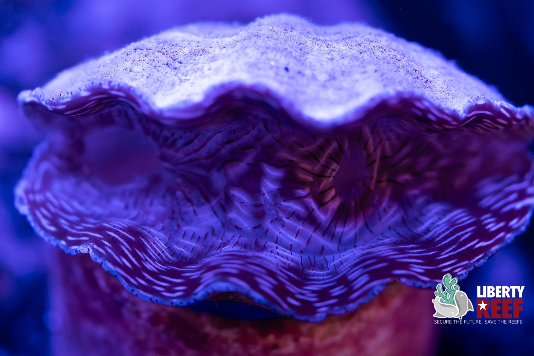 Biota Aquacultured Derasa Clam