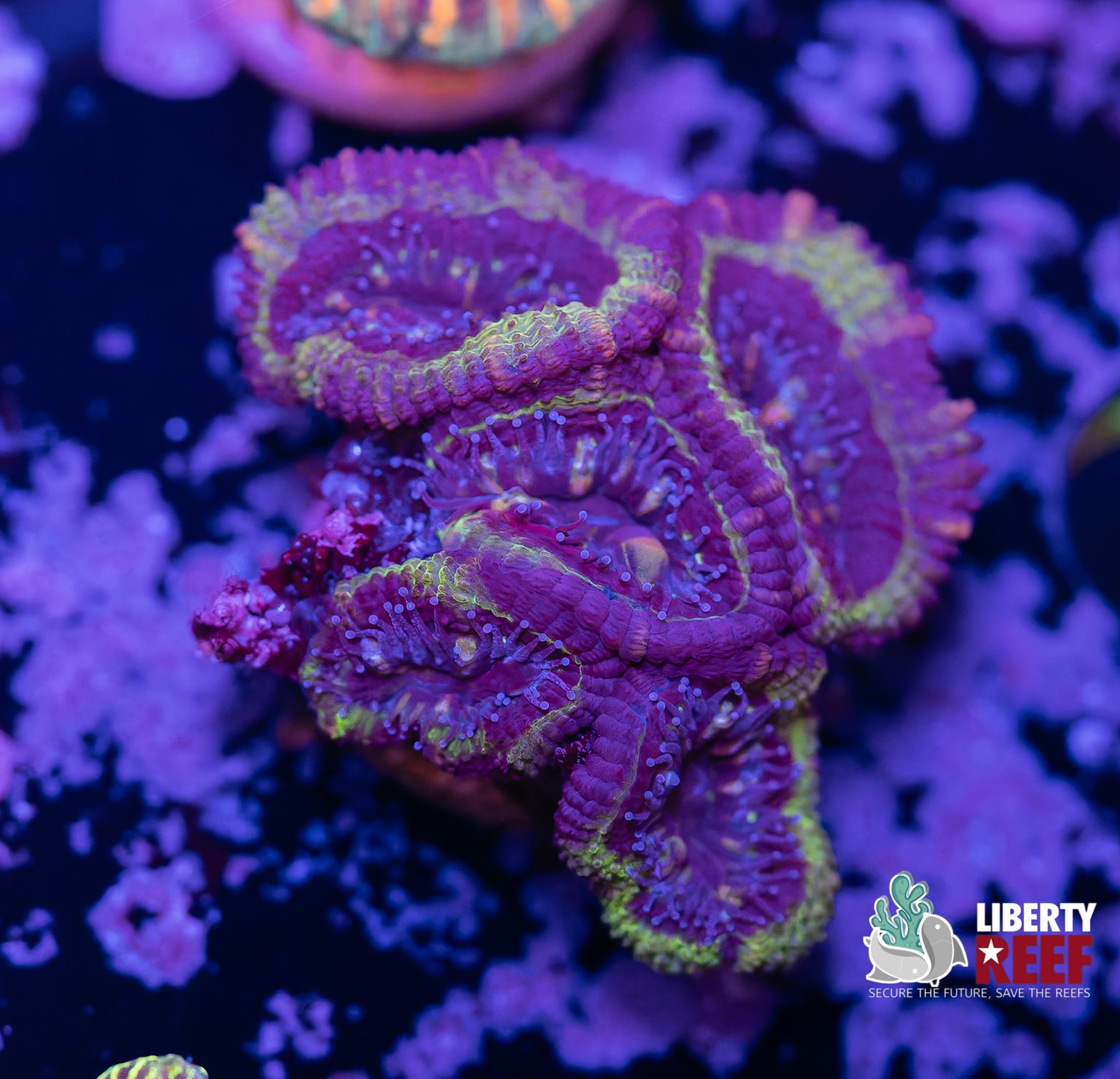 Purple Passion Acan