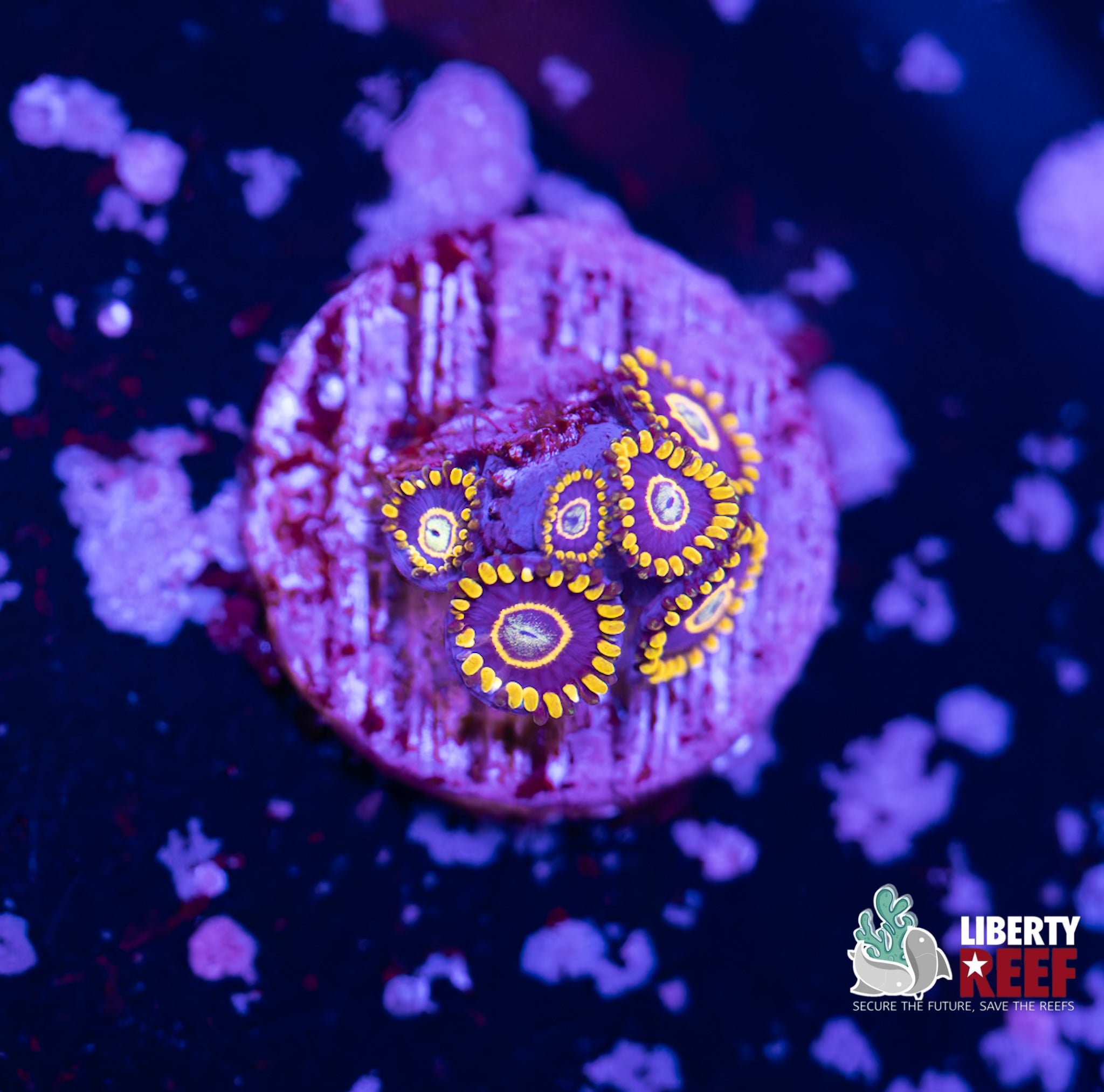 Yellow Hornets Zoas