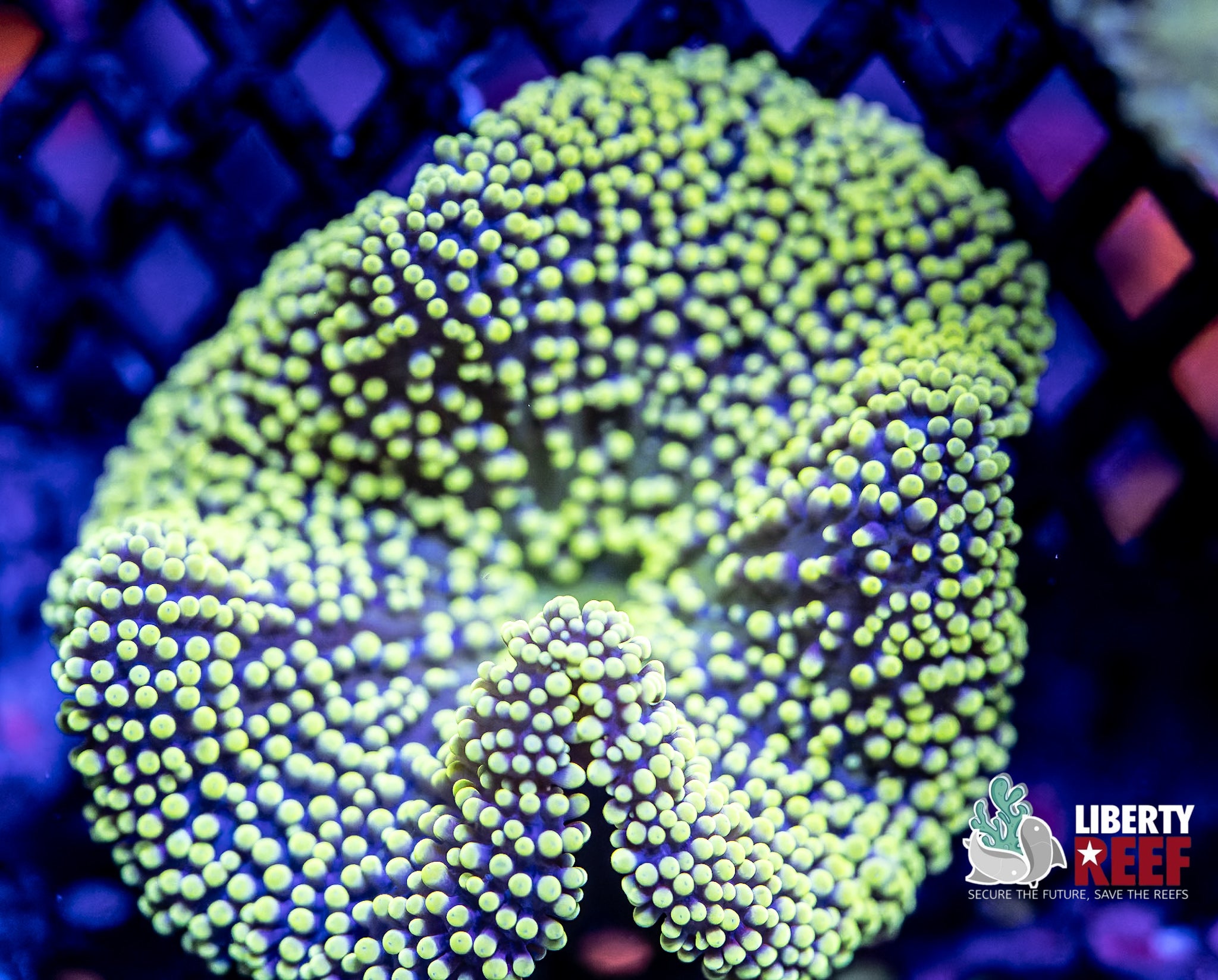 Fluorescent Green Carpet Anenome