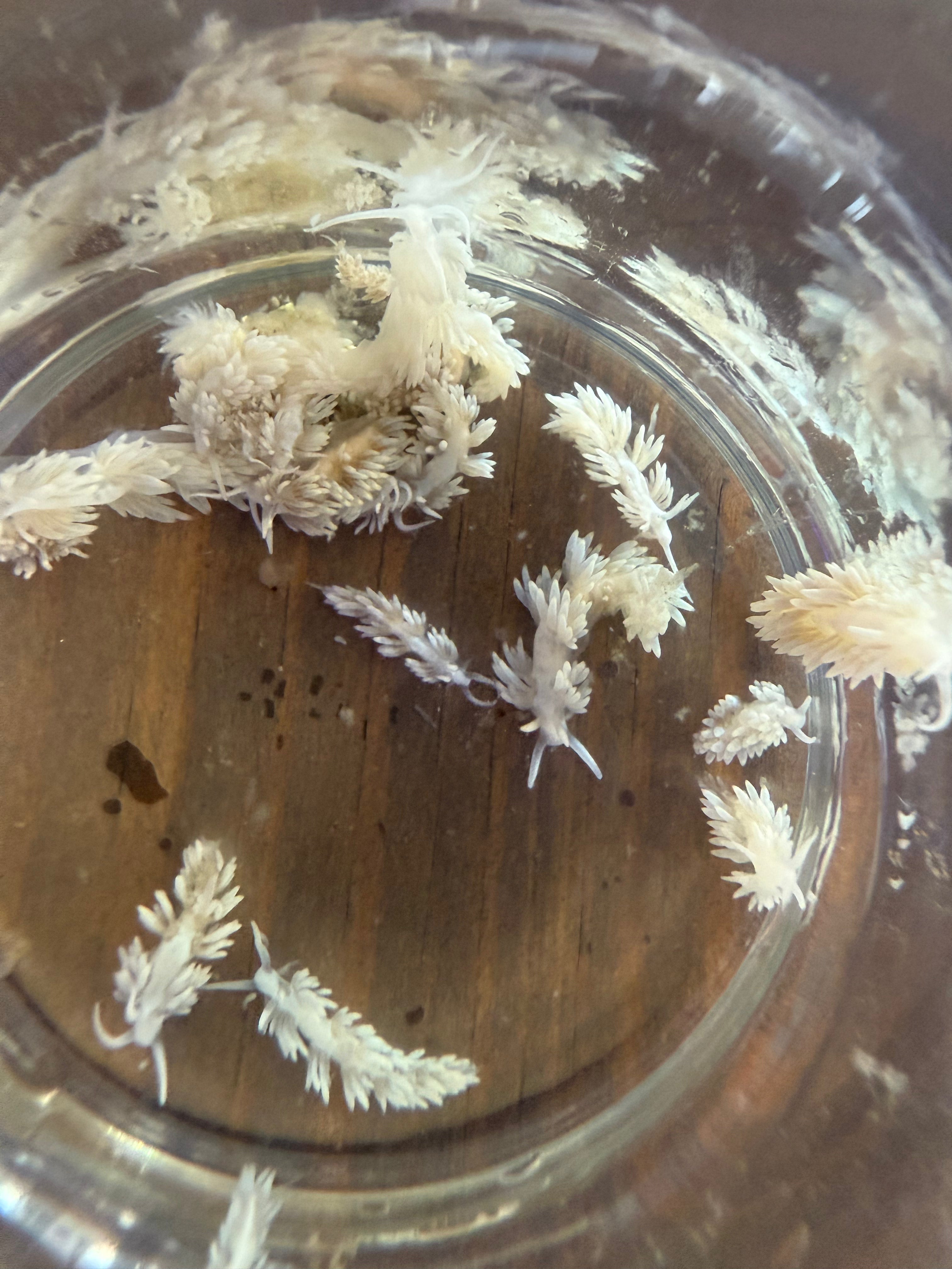 20x Berghia FREE SHIPPING