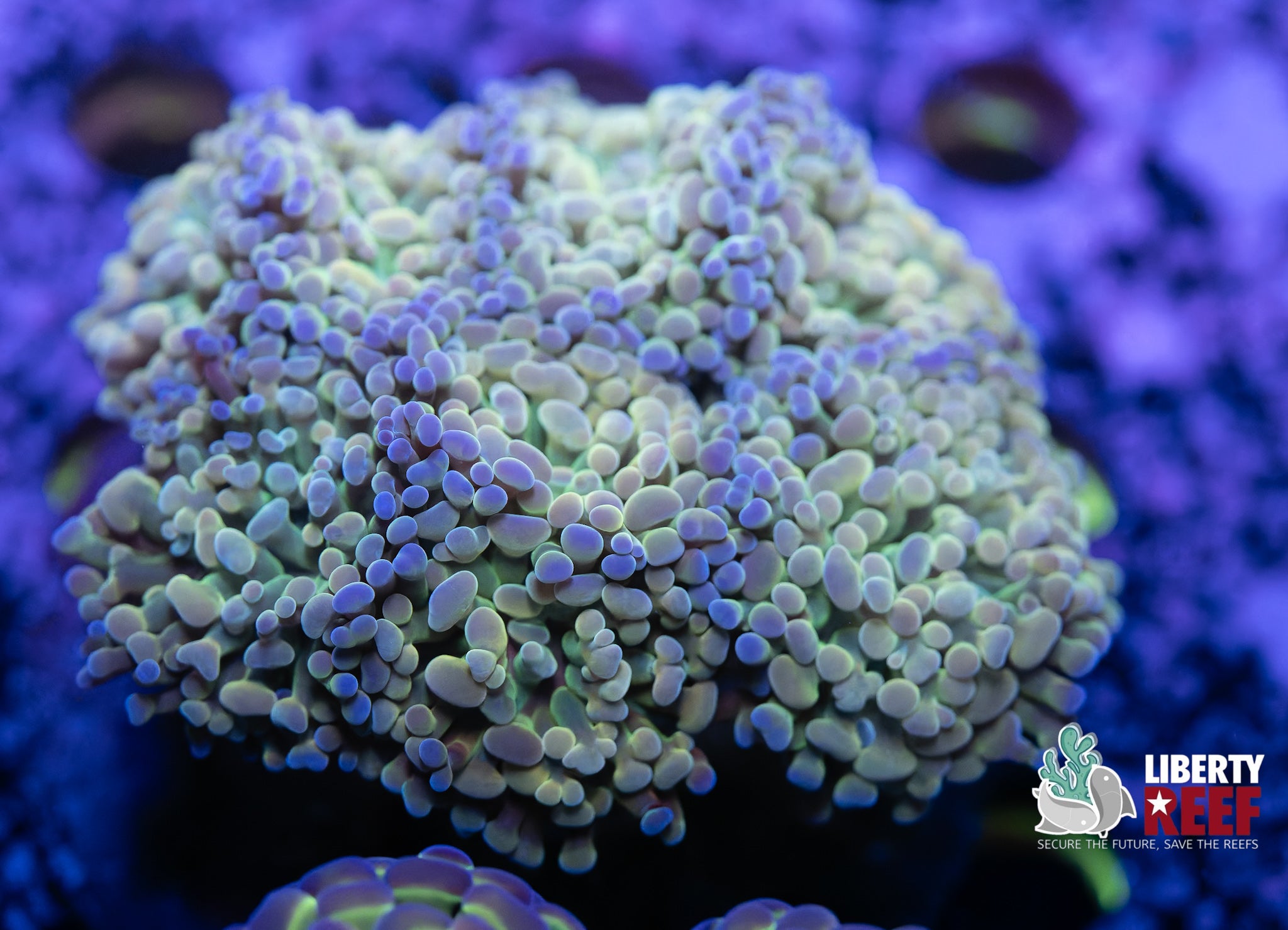 8/8 Auction