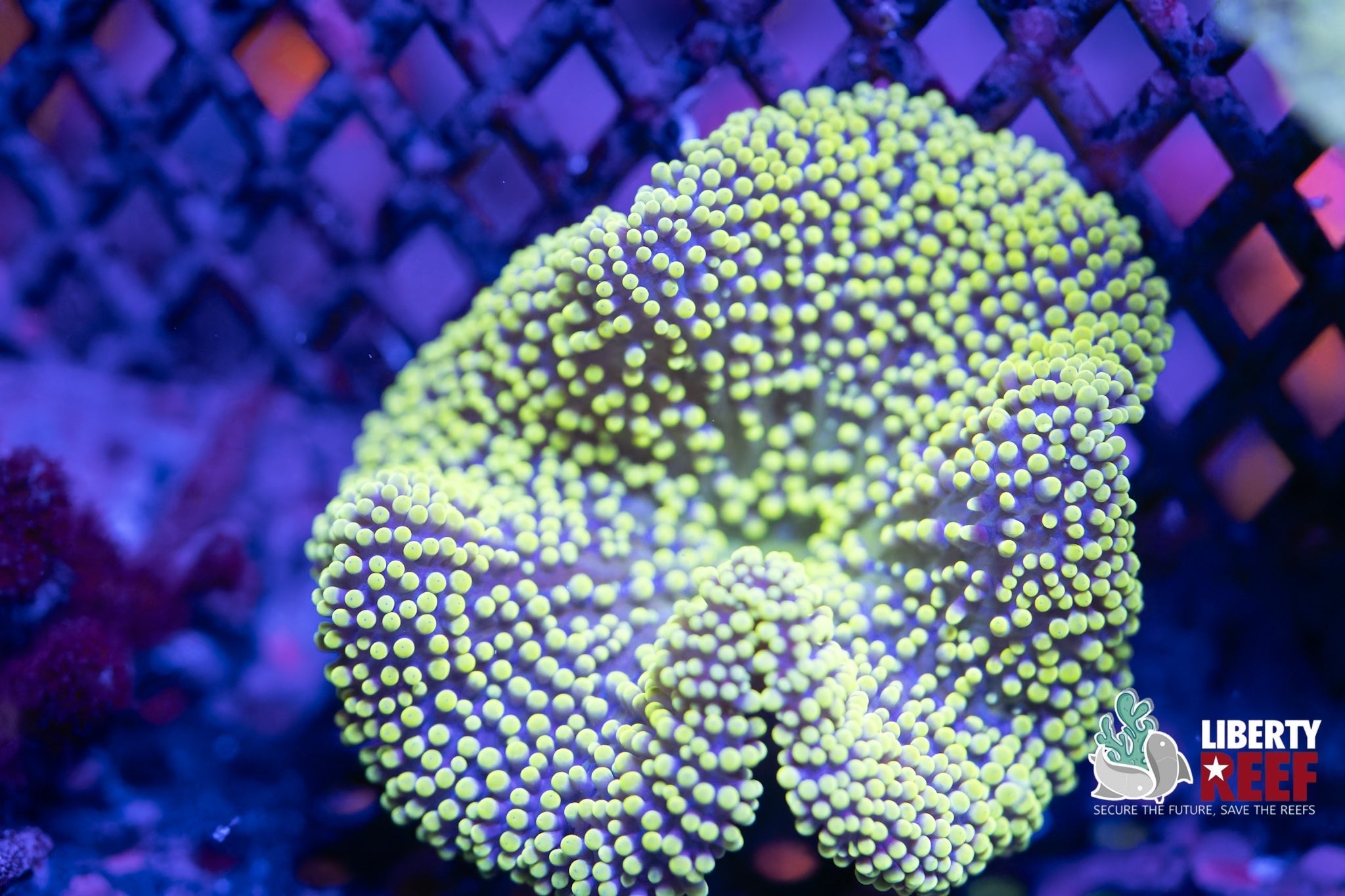 Mini Carpet Anenome