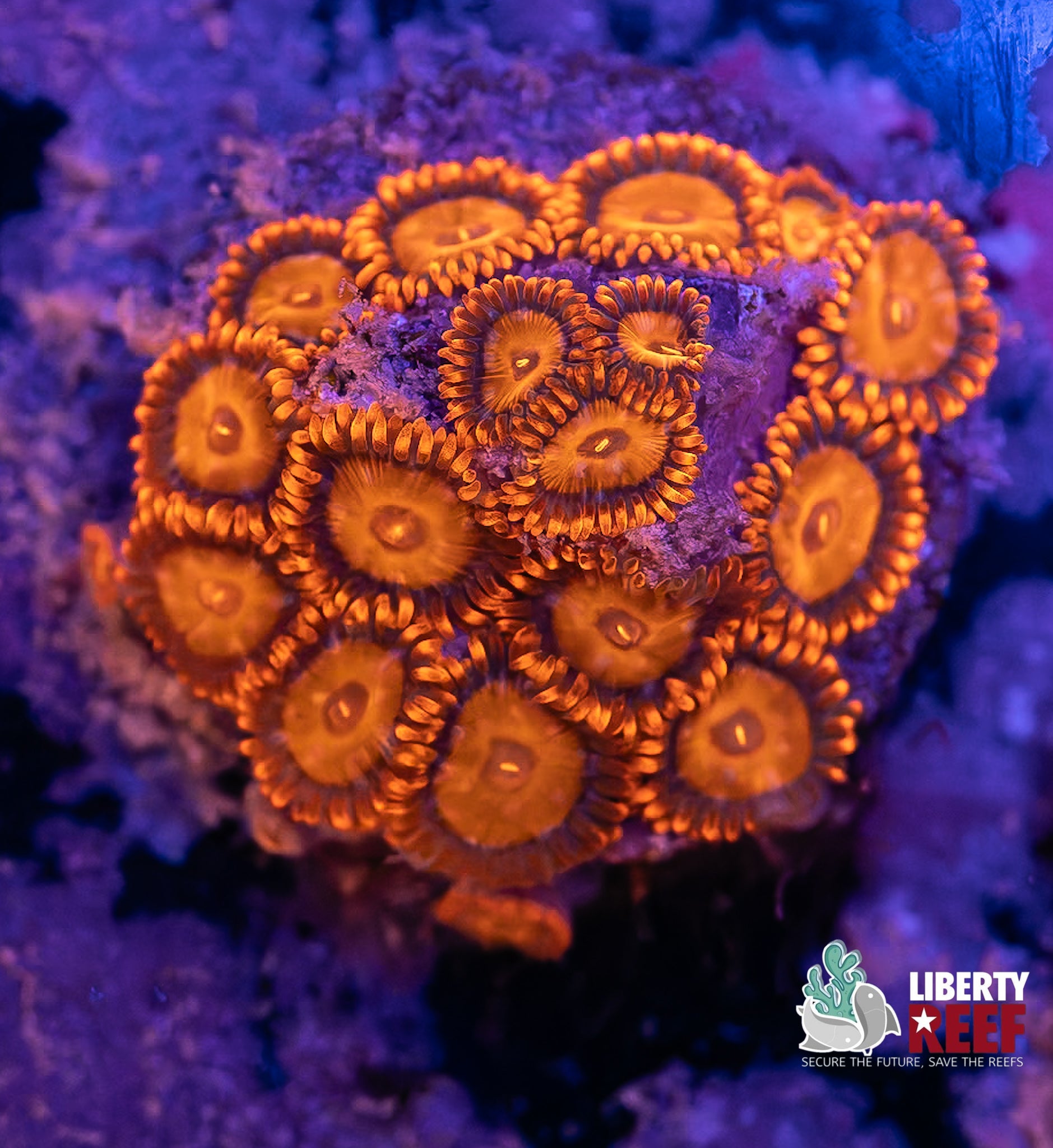 Mandarin Zoas