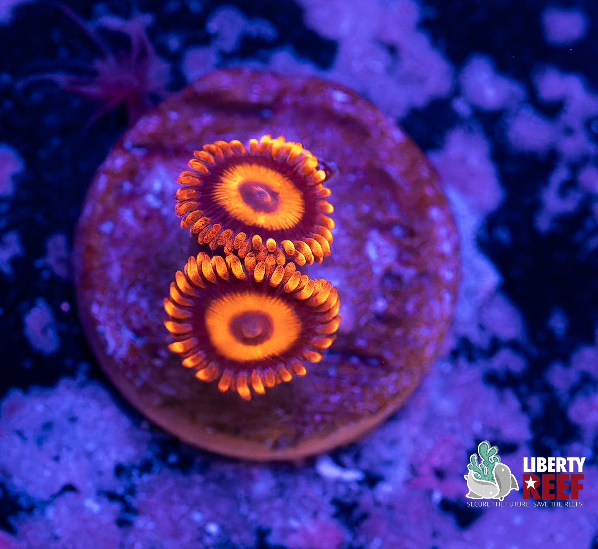 Orange Oxide Zoas