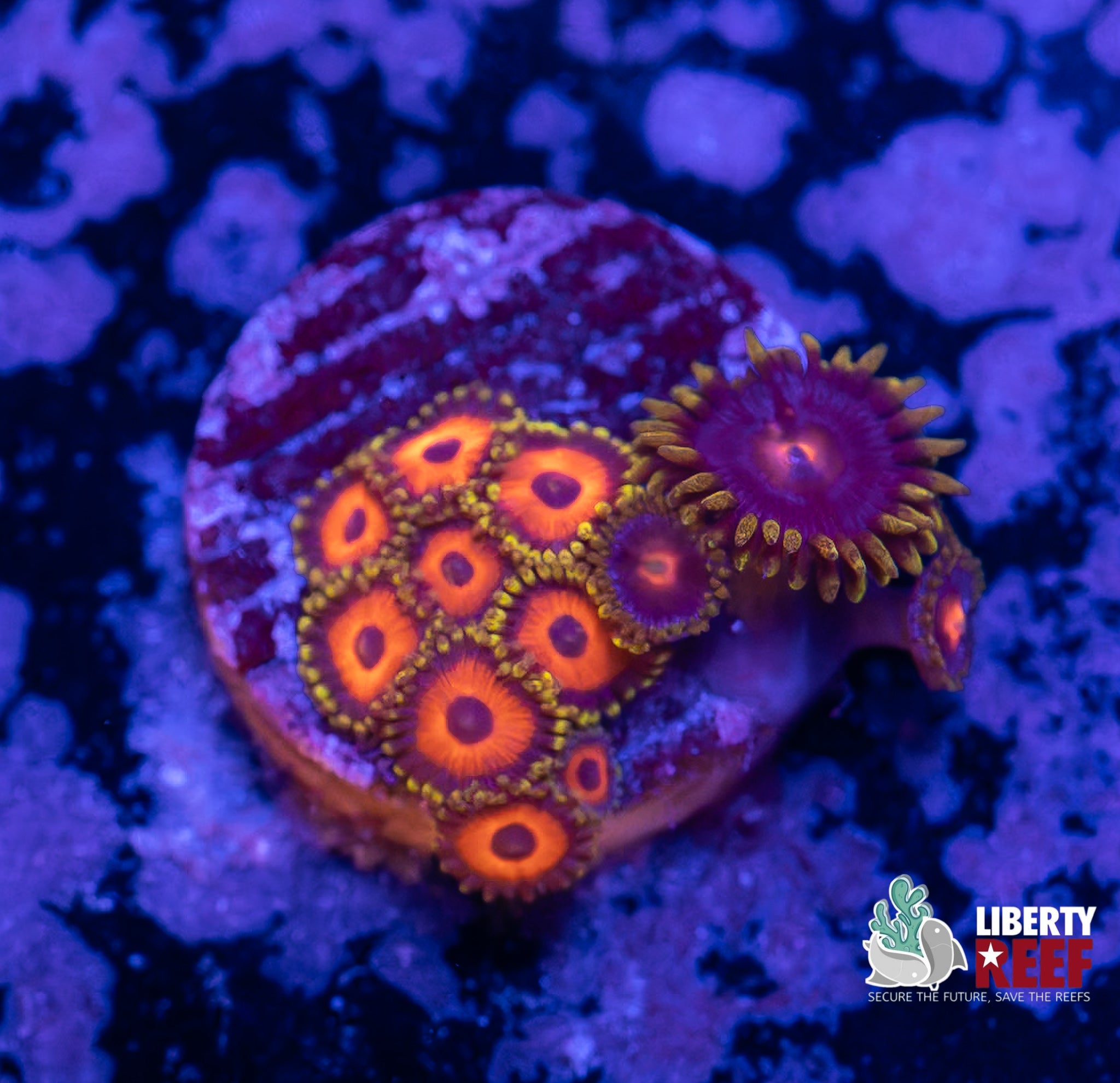 Jungle Juice Combo Zoas