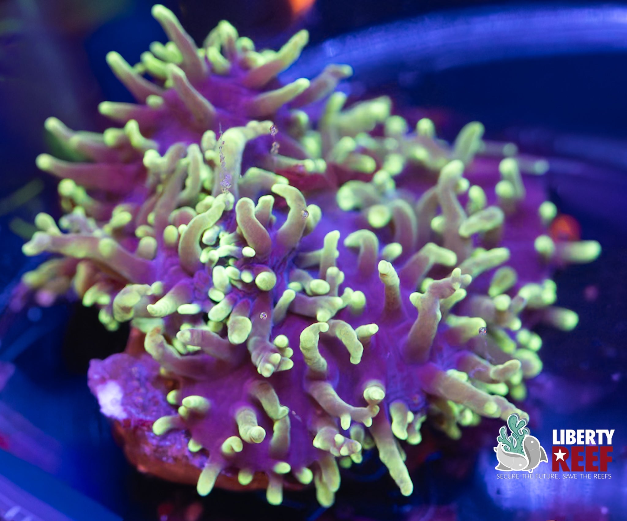 Green Hairy Mushroom