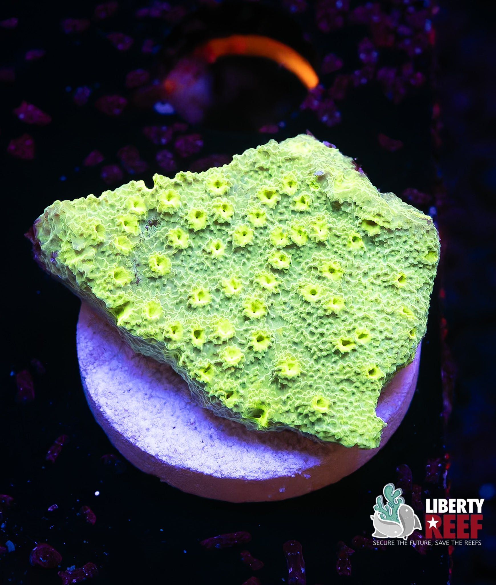 Green Apple Cyphastrea