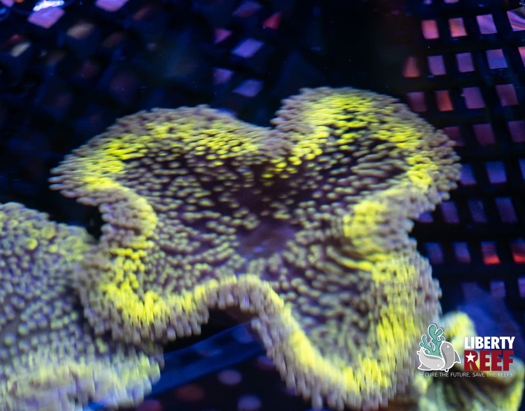 Electric Mini Maxi Carpet Nem