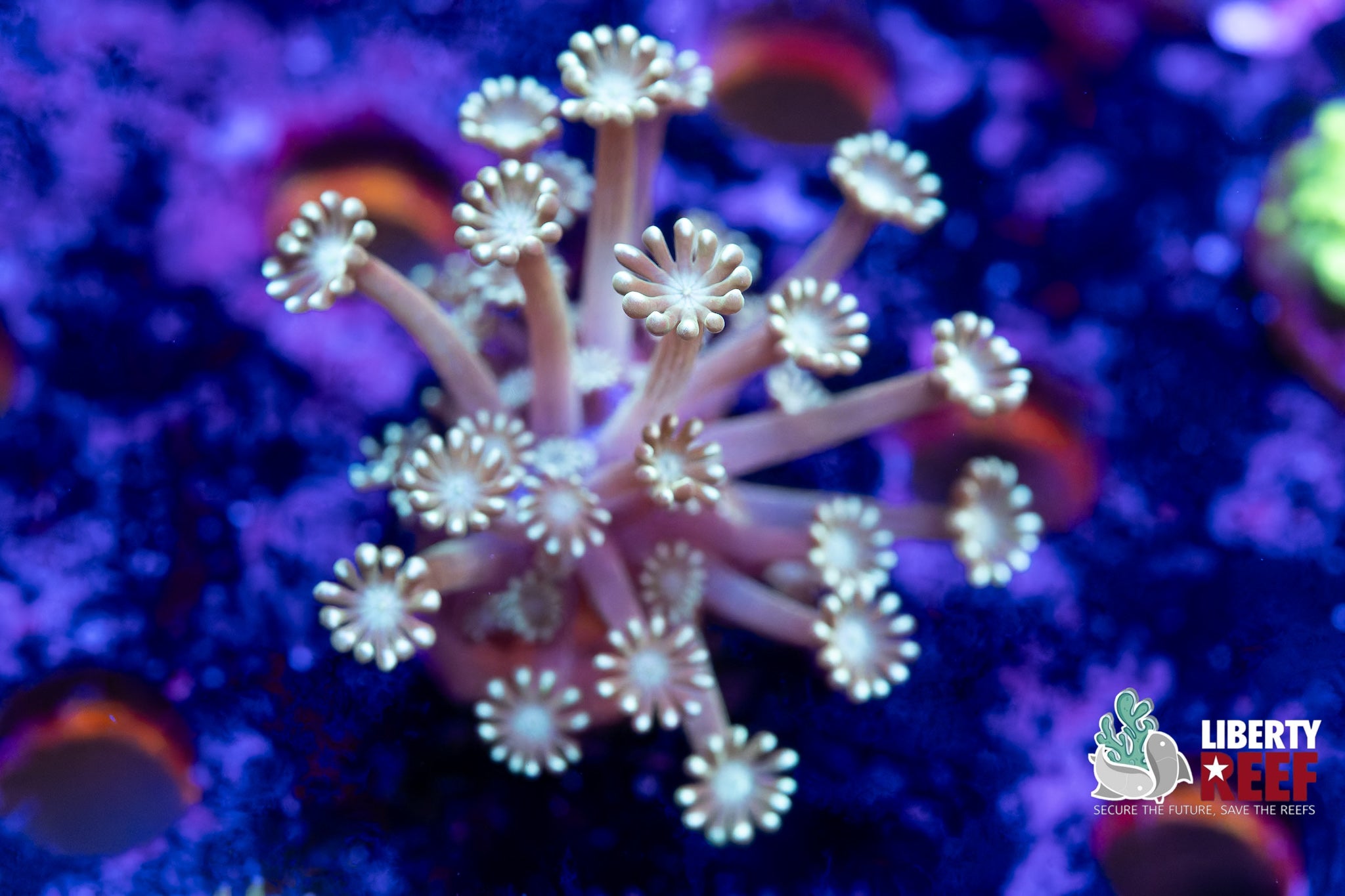 Snow White Alveopora