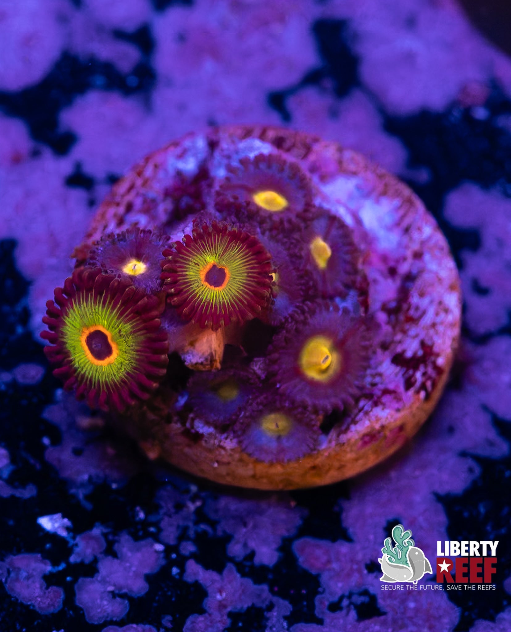 Bob Marley / AOI Combo Zoas