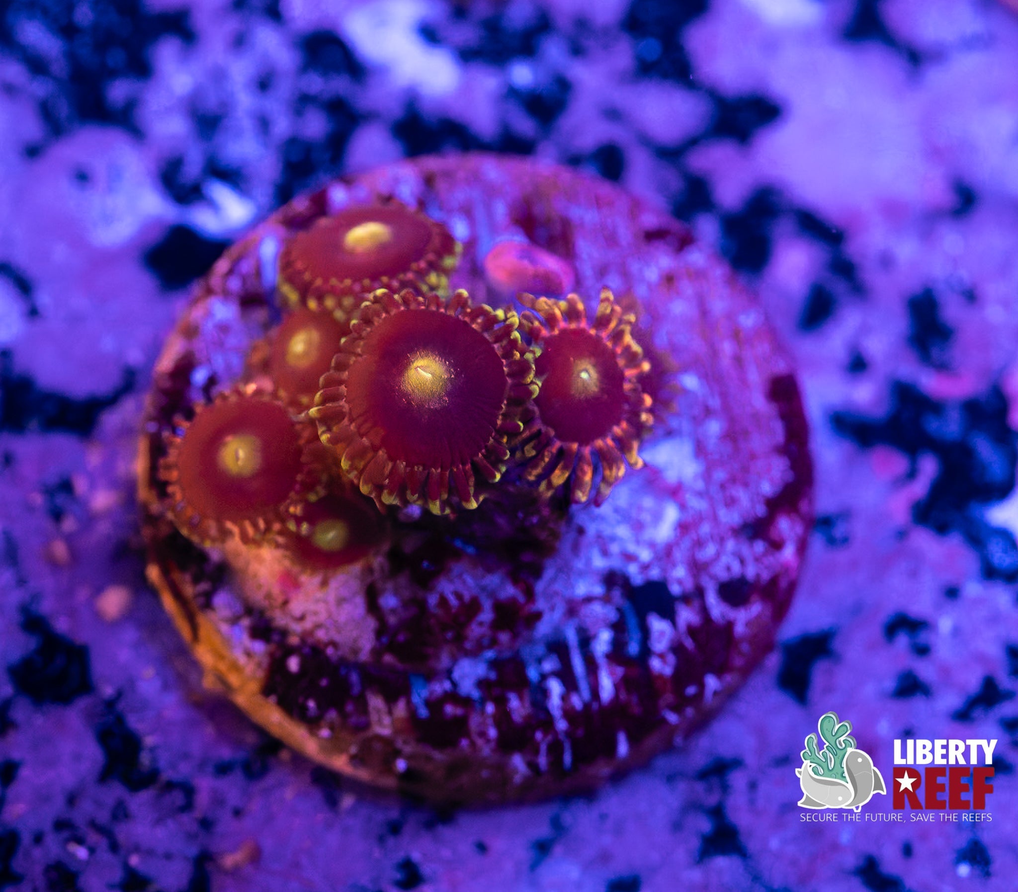 Big R Bozo Circus Zoas