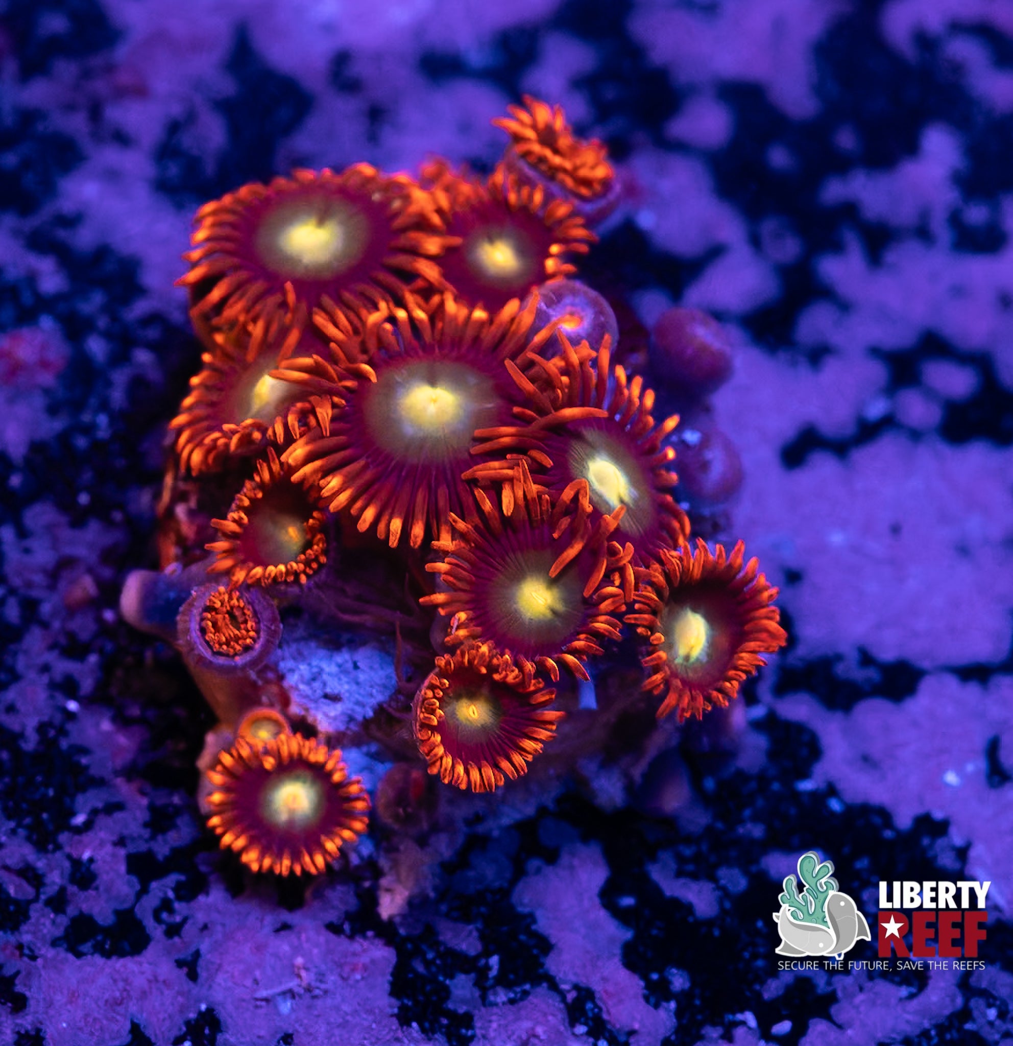 Punk Rocker Zoas
