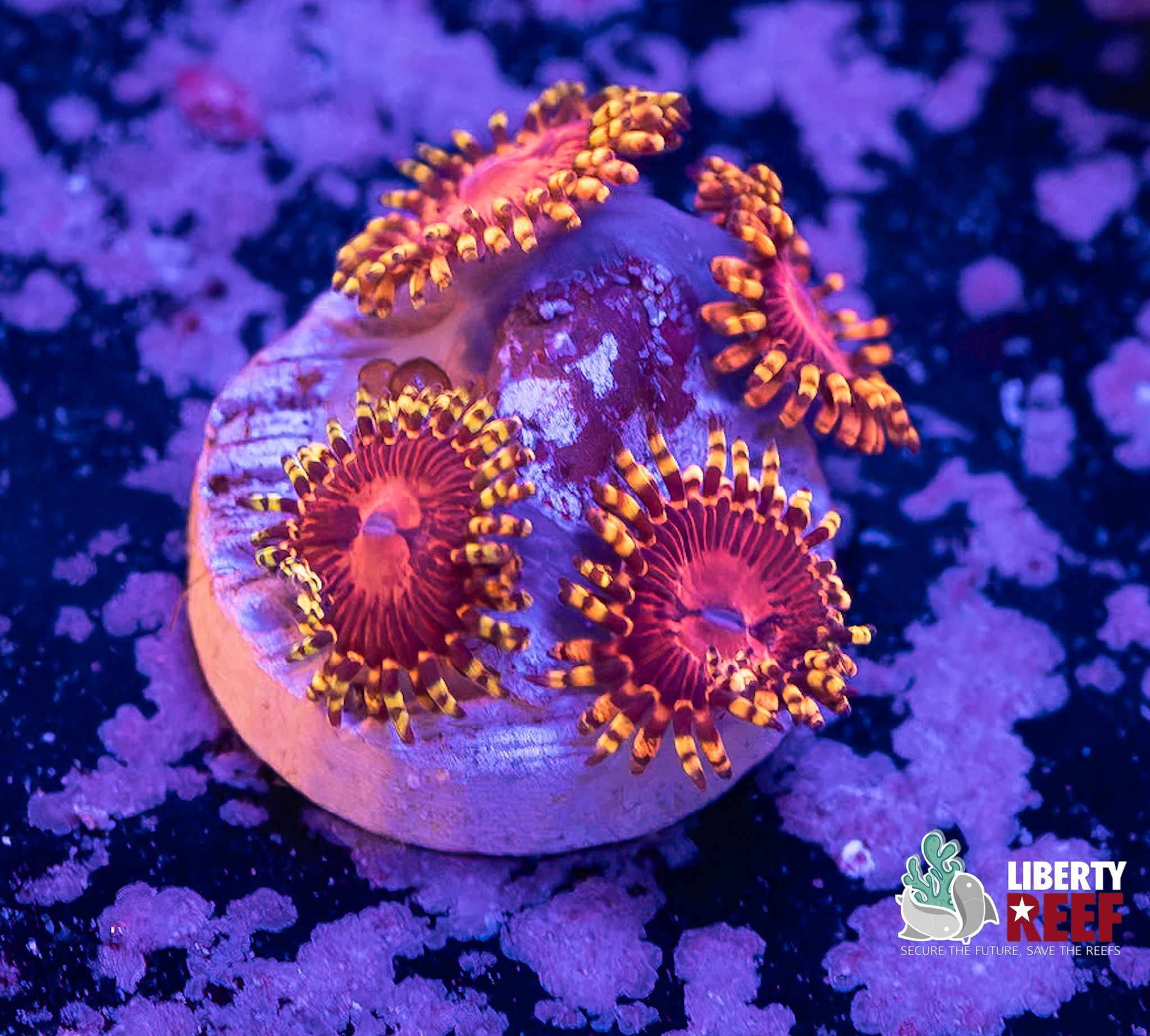 Aphrodite Zoas