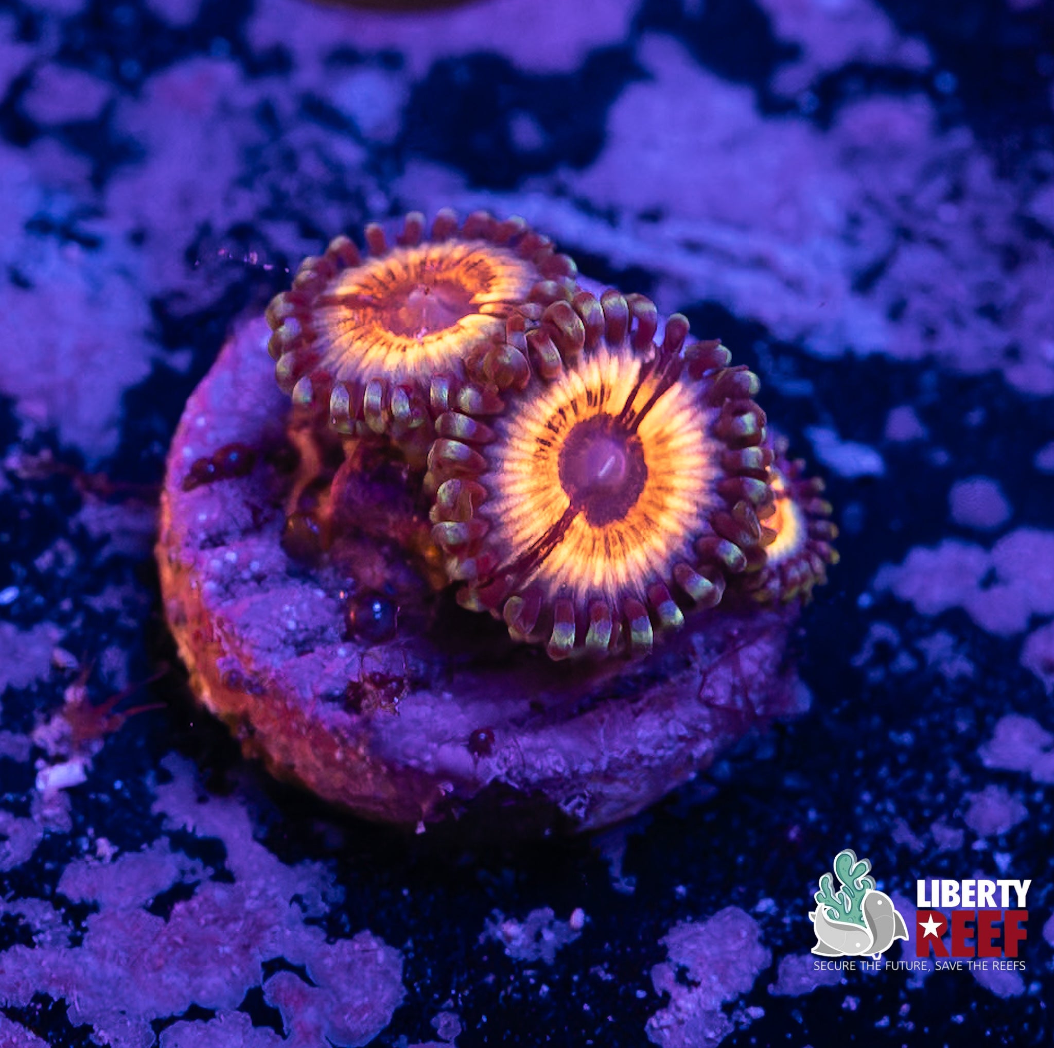 Sonic Flare Zoas