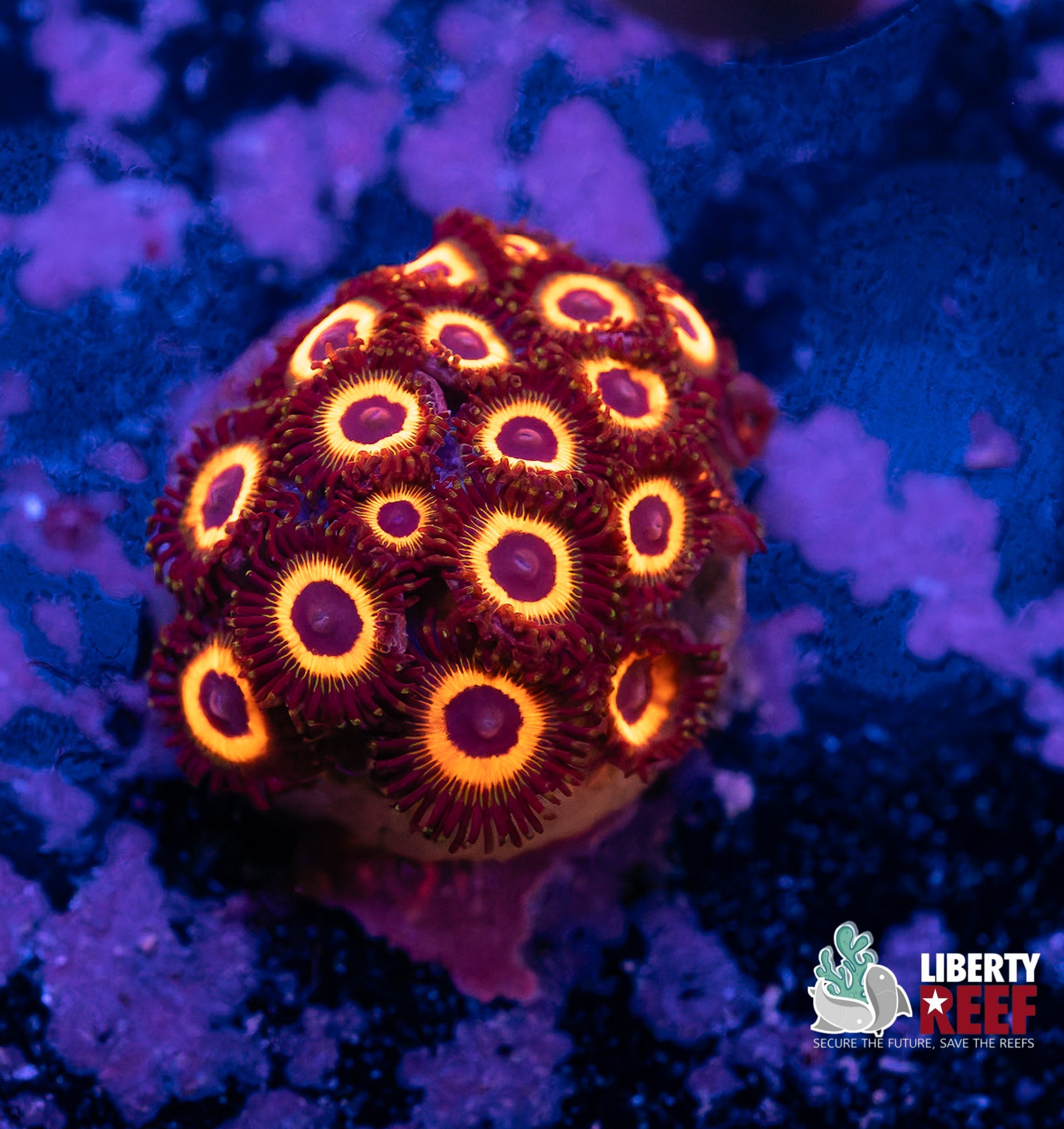 Reverse Bob Marley Zoas