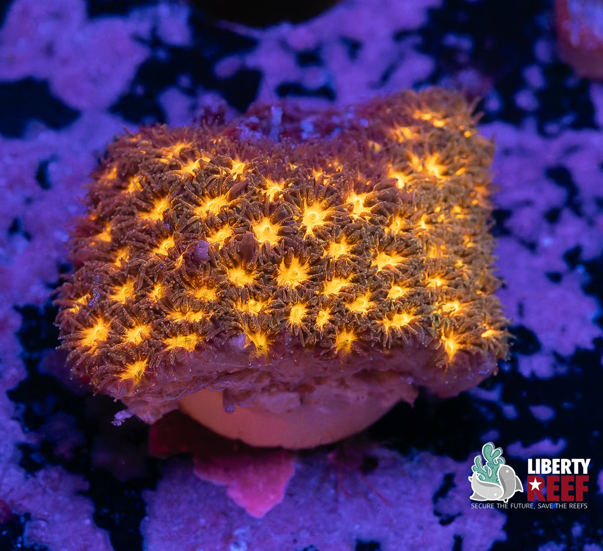 Burning Ember Leptastrea