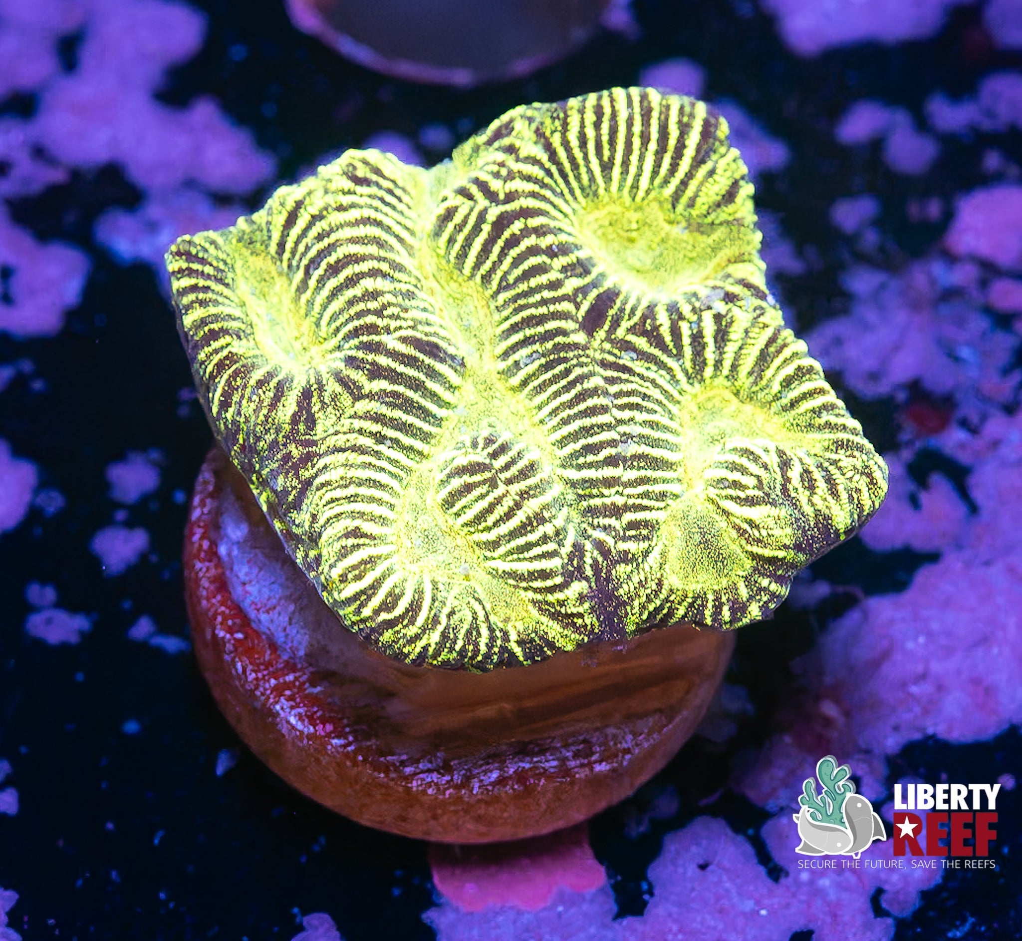 Golden Eye Maze Coral