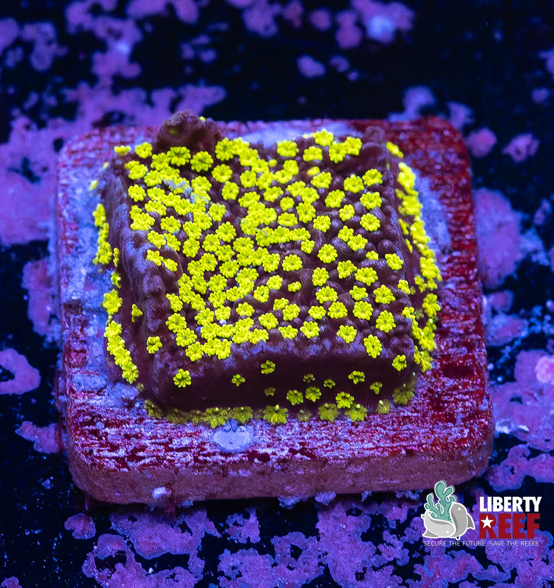 Highlighter Cyphastrea