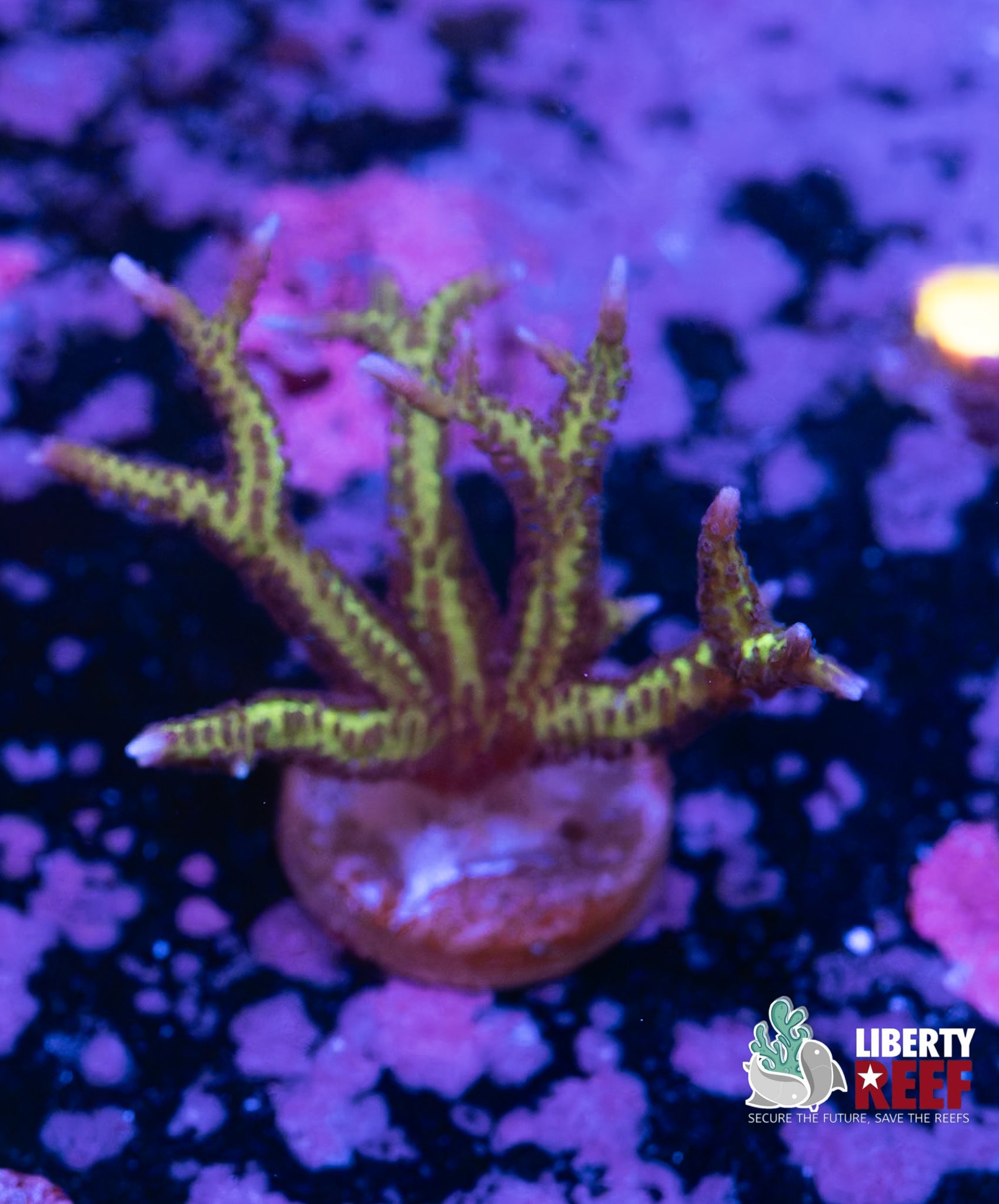 Green Birds Nest Acro