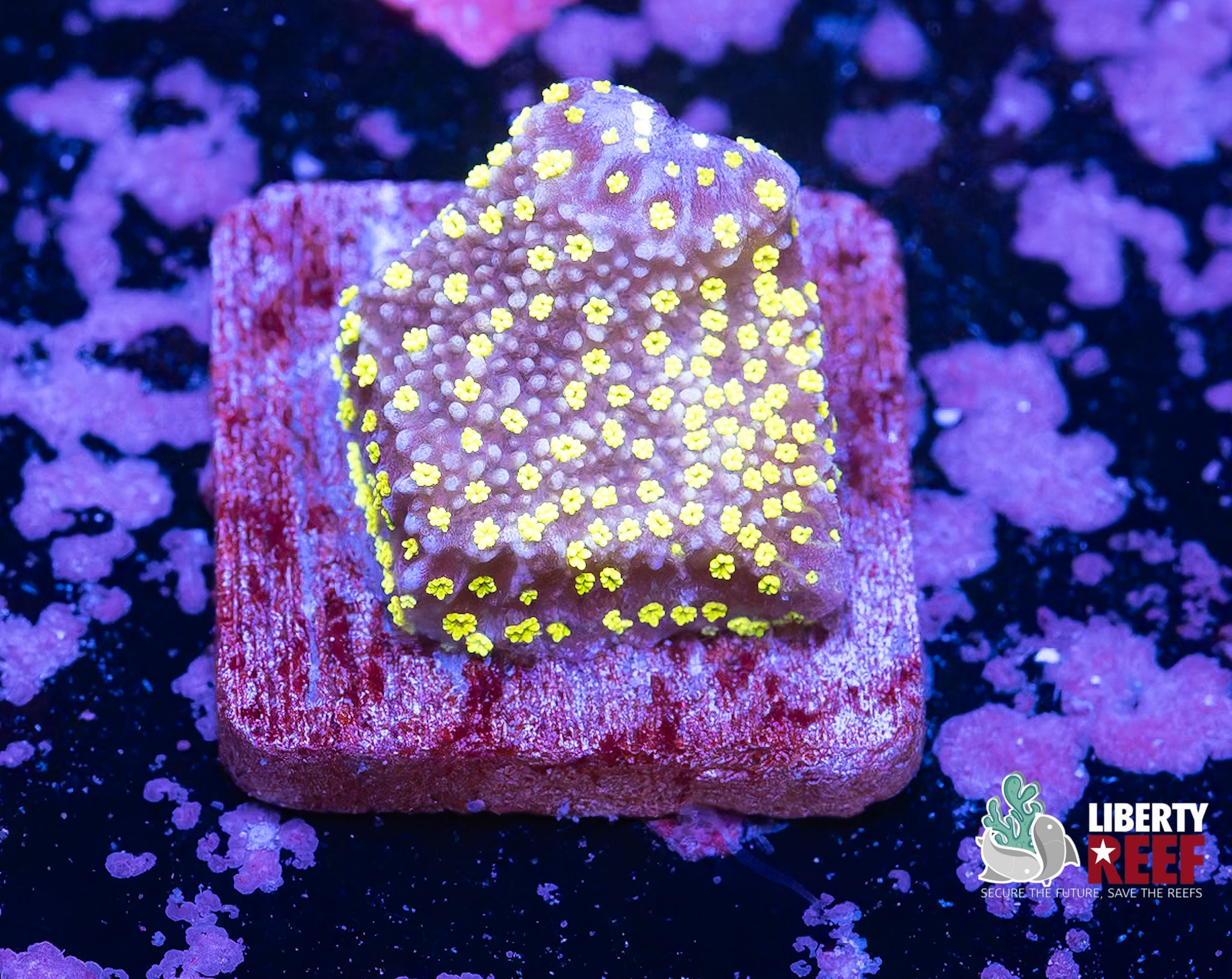 Lemon Drop Cyphastrea