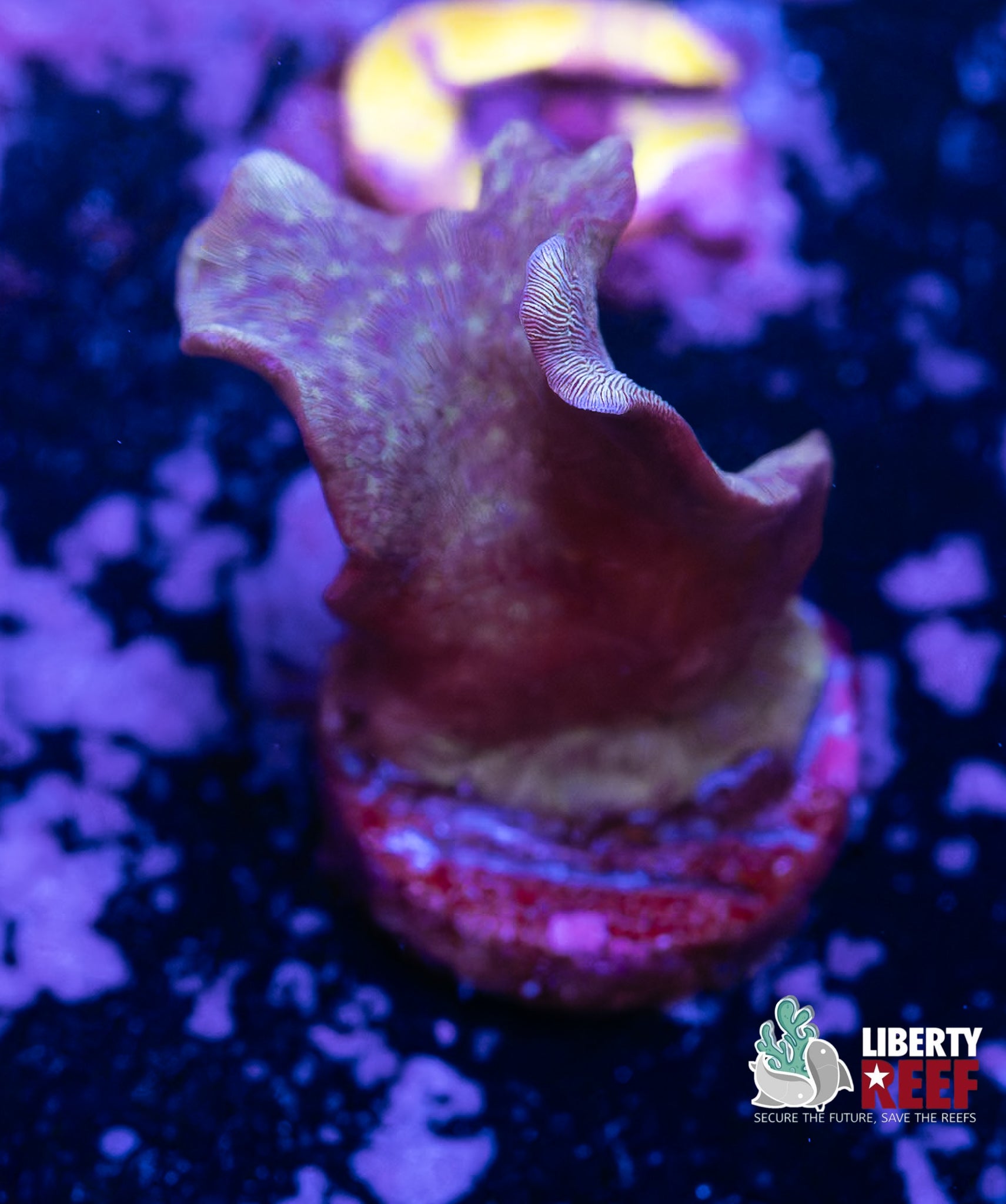 Branching Leptastrea