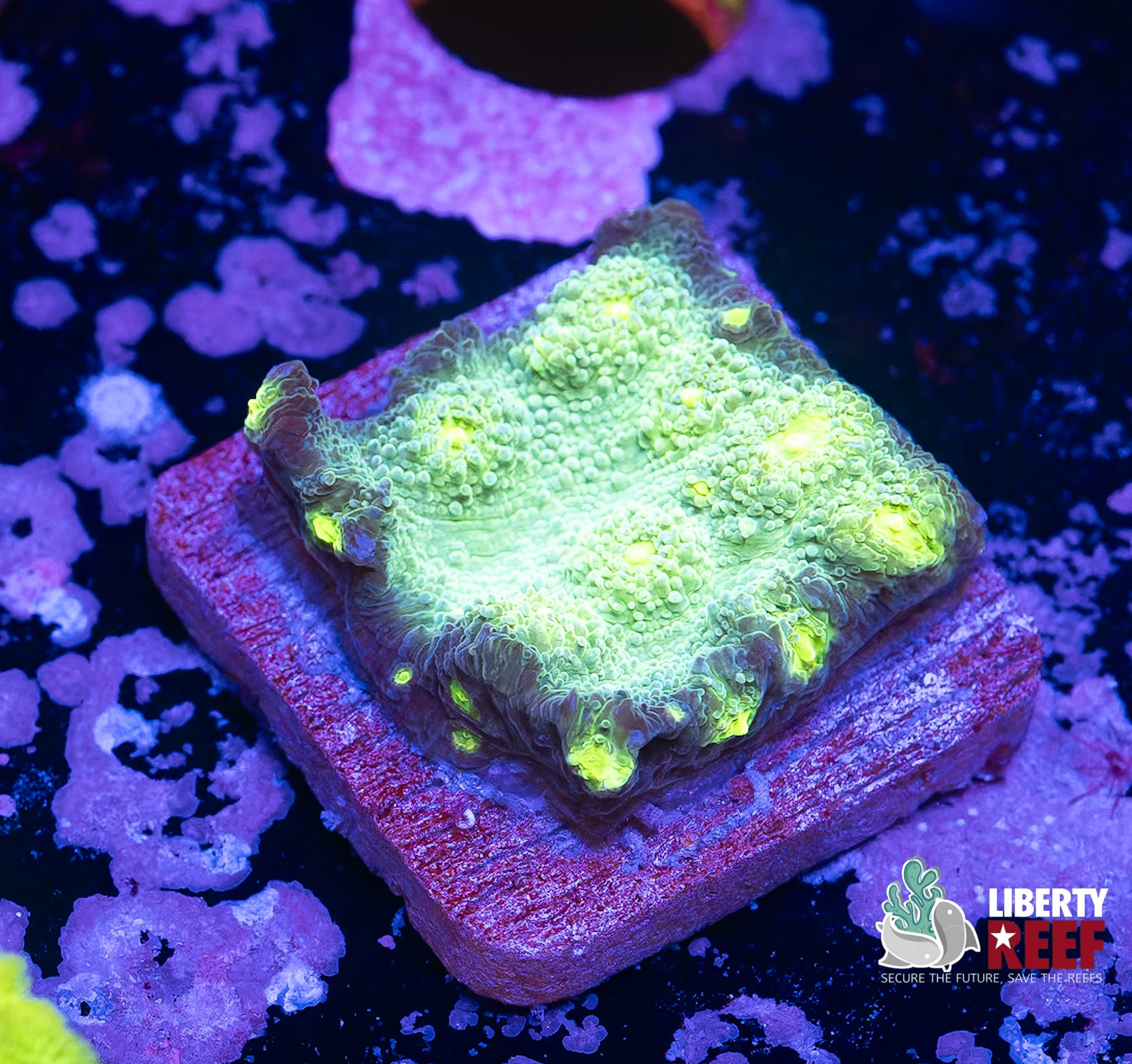 Martian Chalice Frag