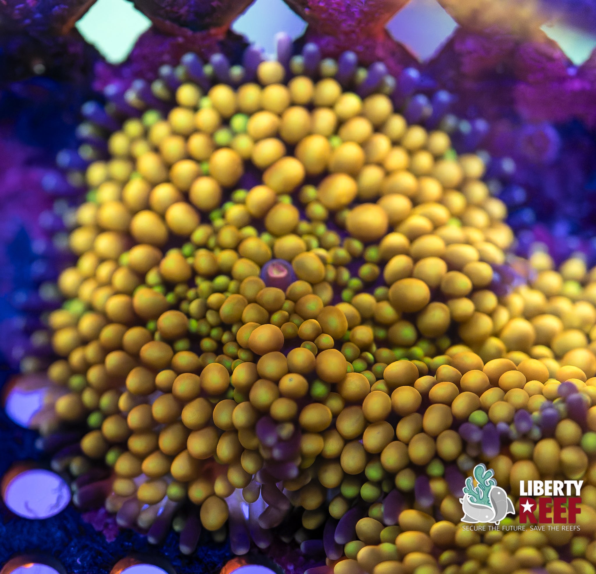 Sunshine Ricordea Mushroom