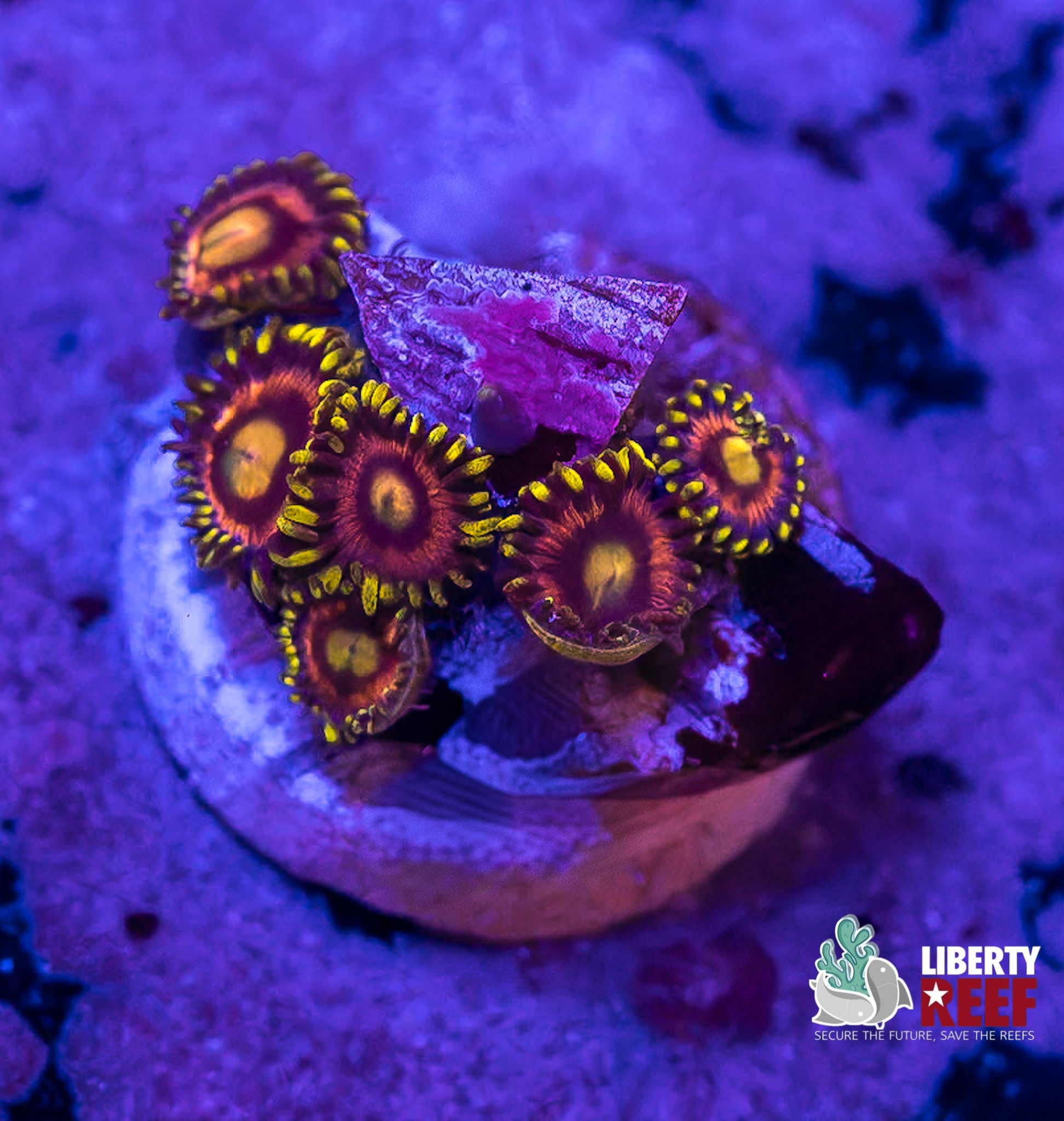Laser Lemon Zoas