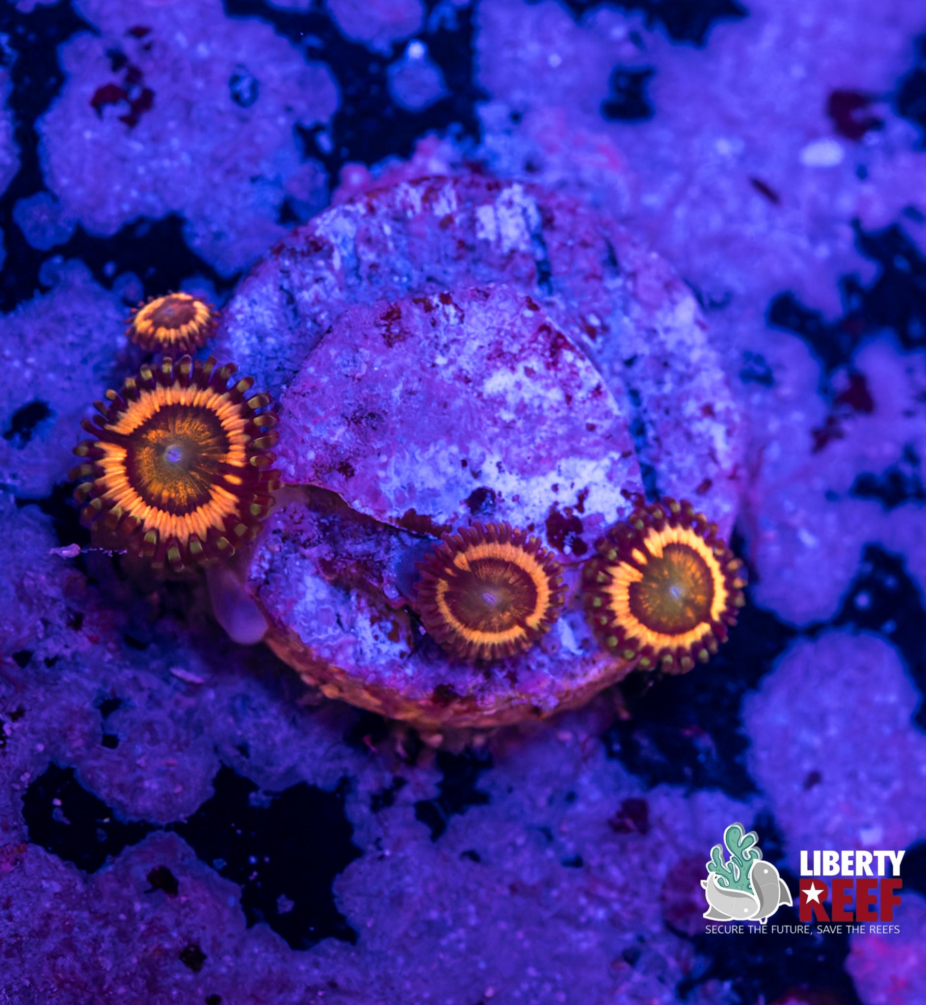 Rainbow Infusion Zoas