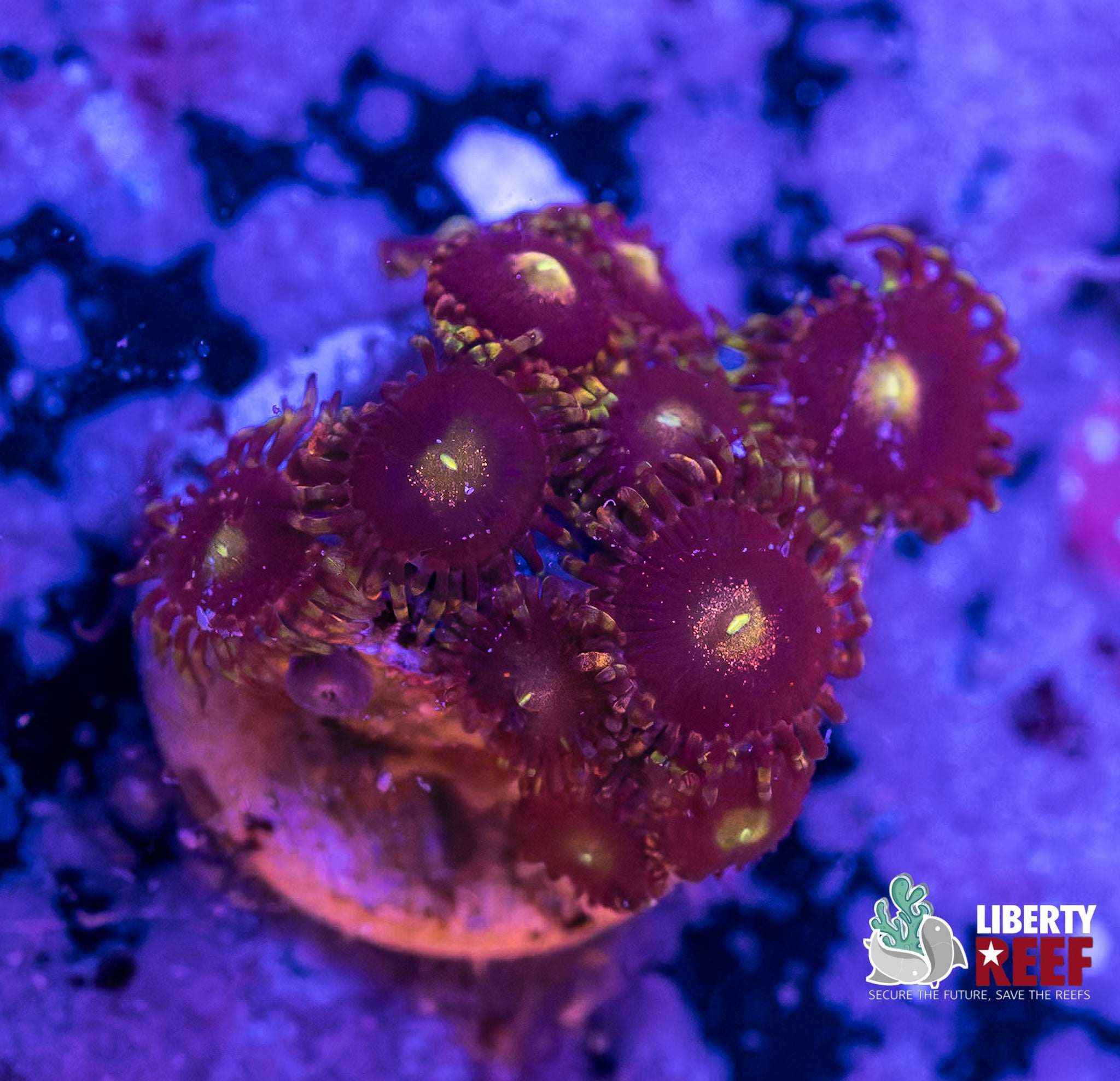 Big R Bozo Birthday Zoas