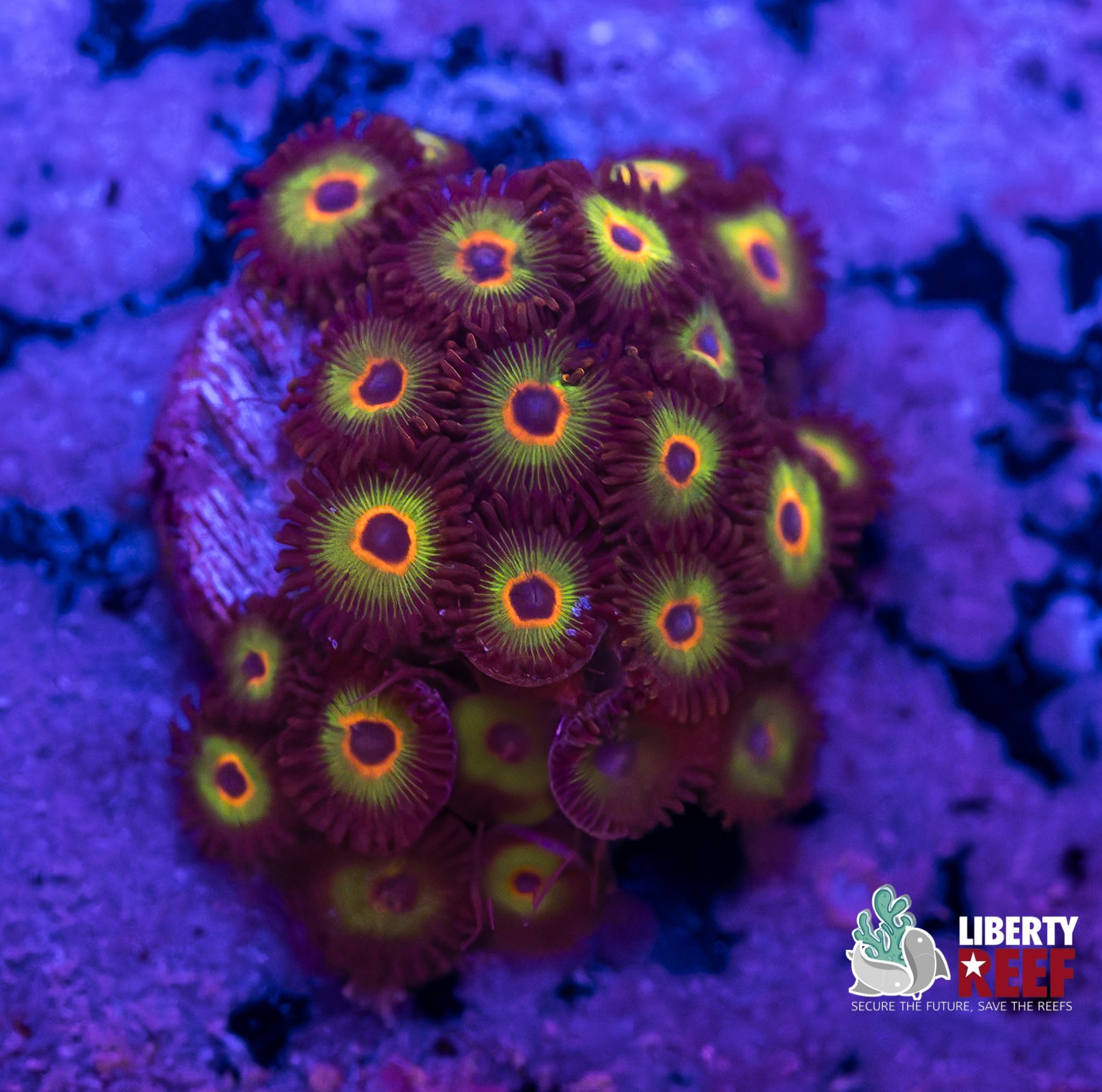 Bob Marley Zoas