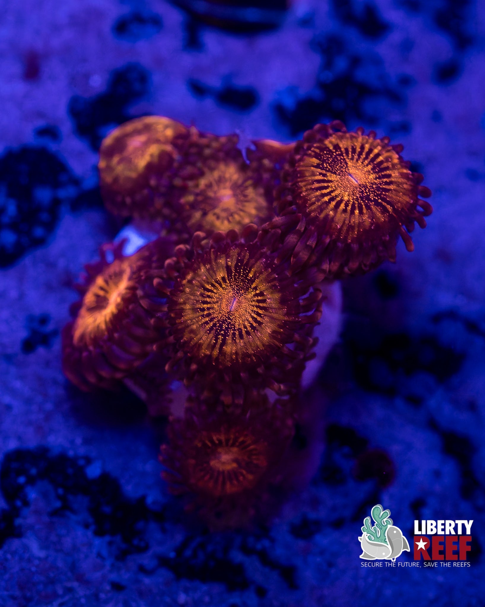 Pandora Zoas