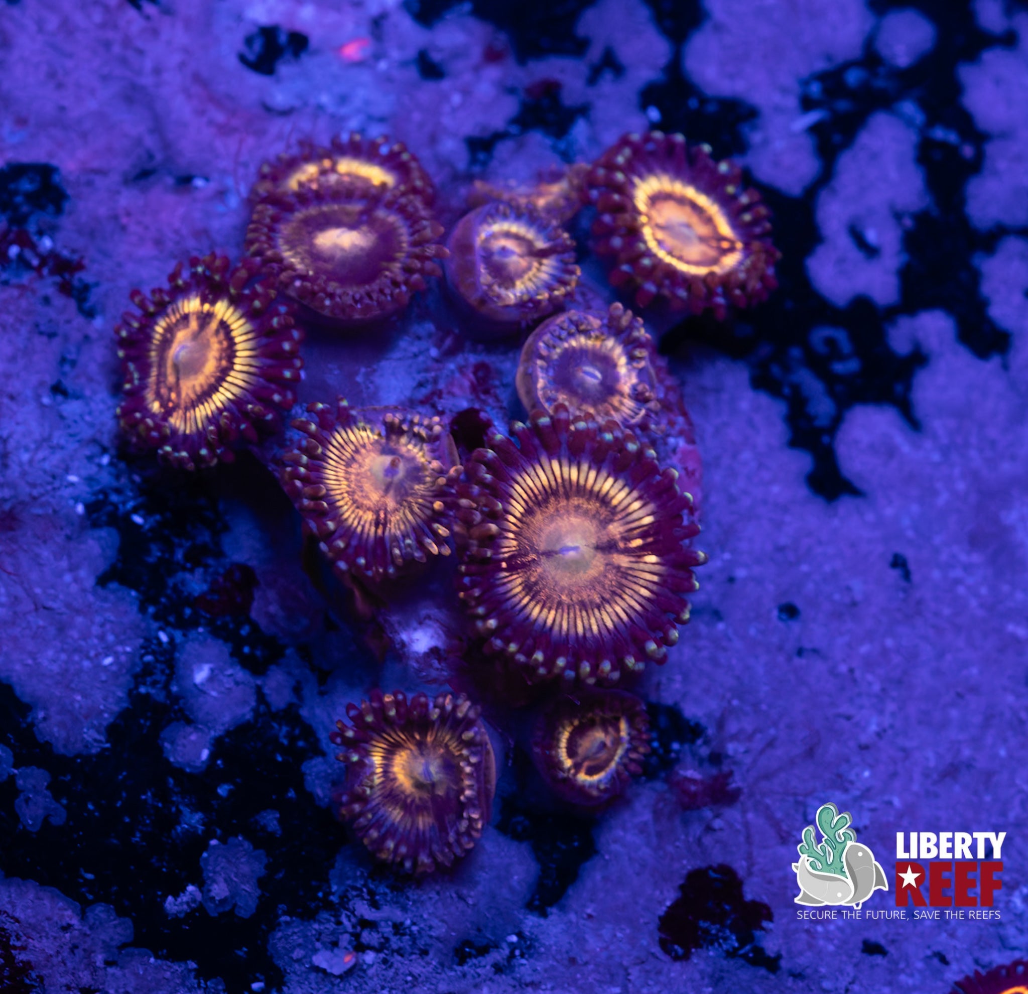 Sonic Flare Zoas