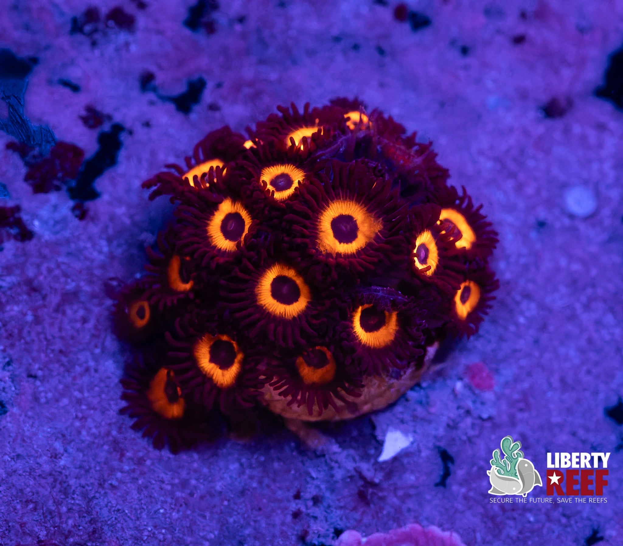 Reverse Bob Marley Zoas