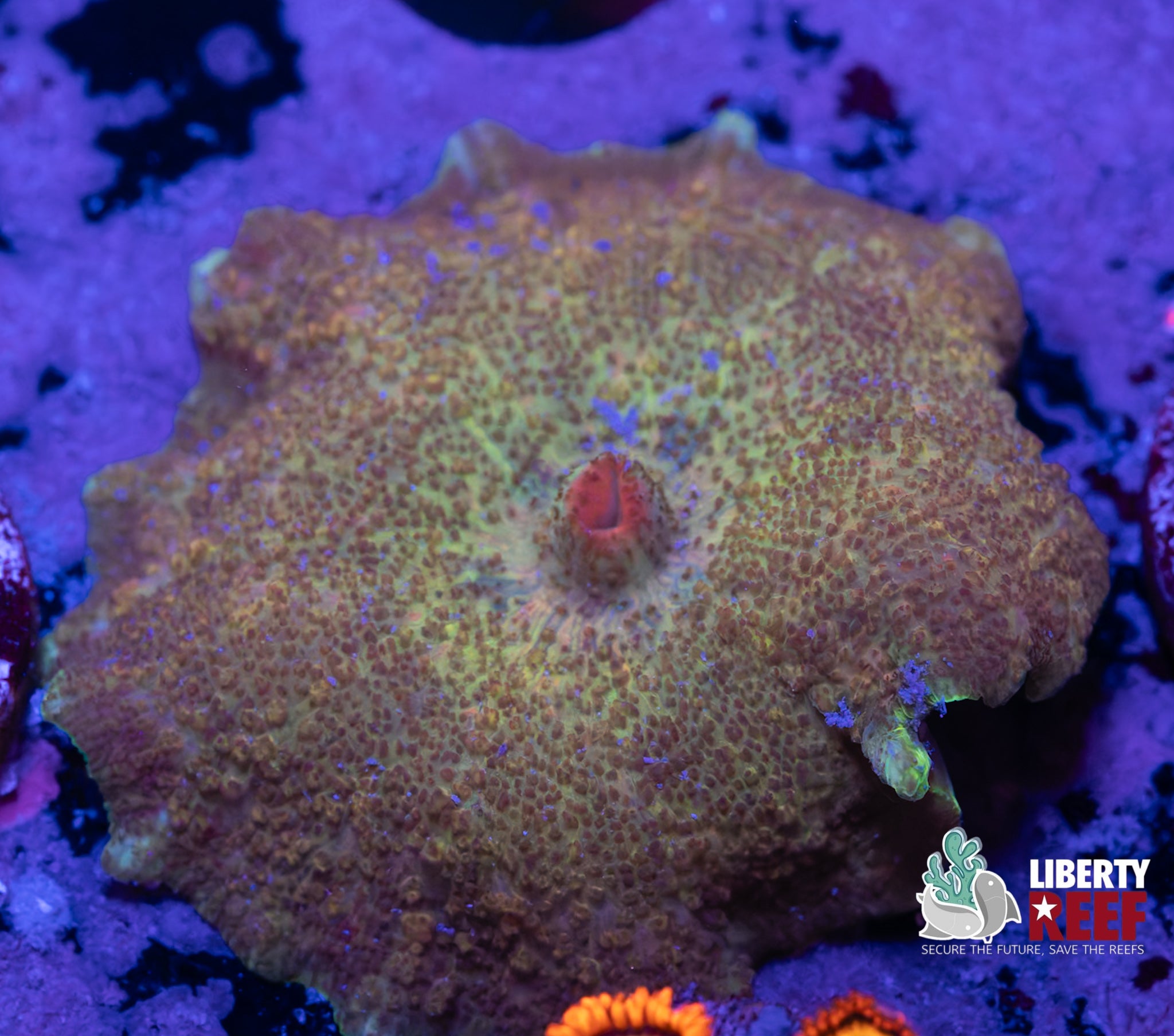 Speckled Frog Neglectus Mushroom