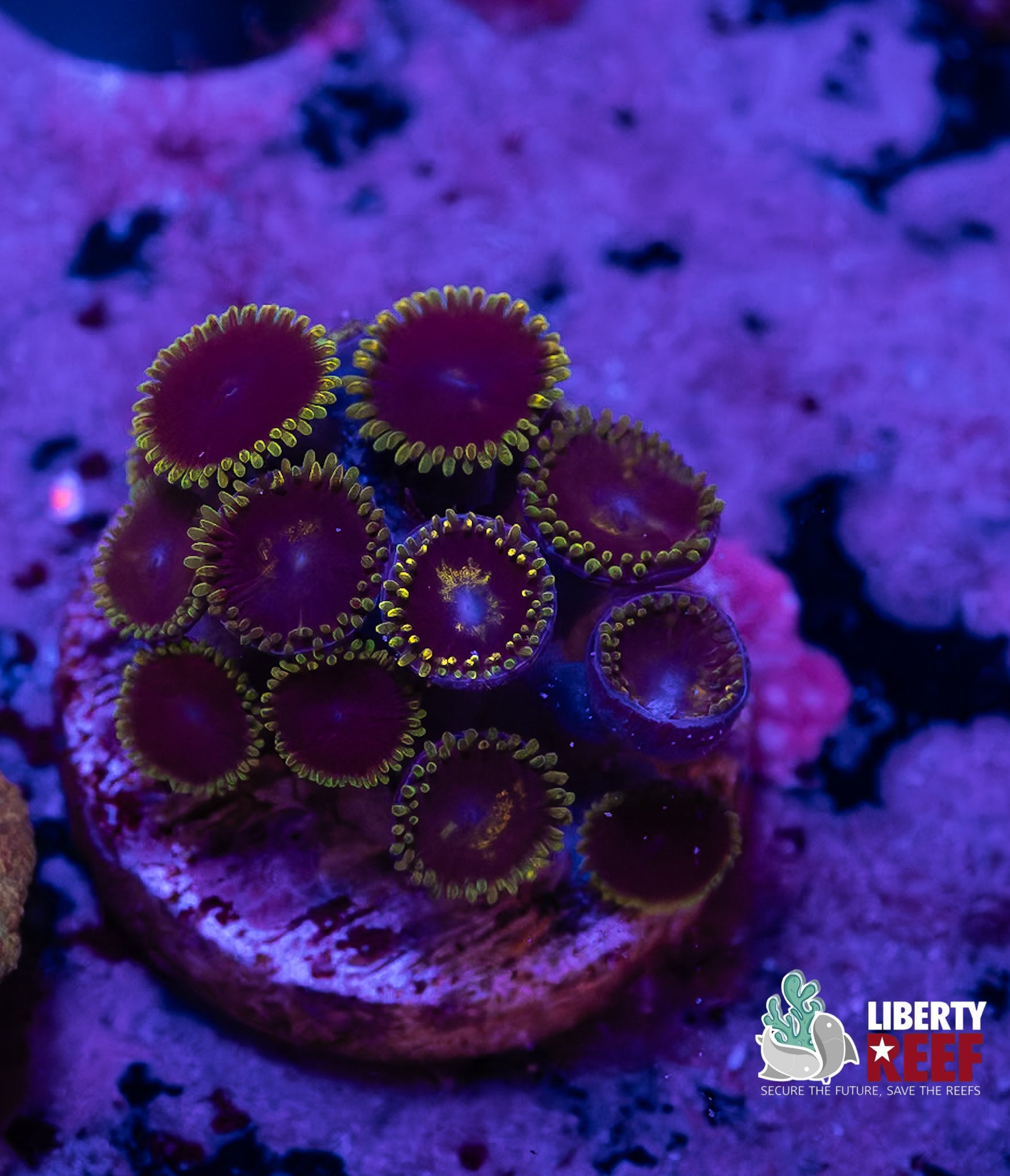 WWC Purple Heart Zoas