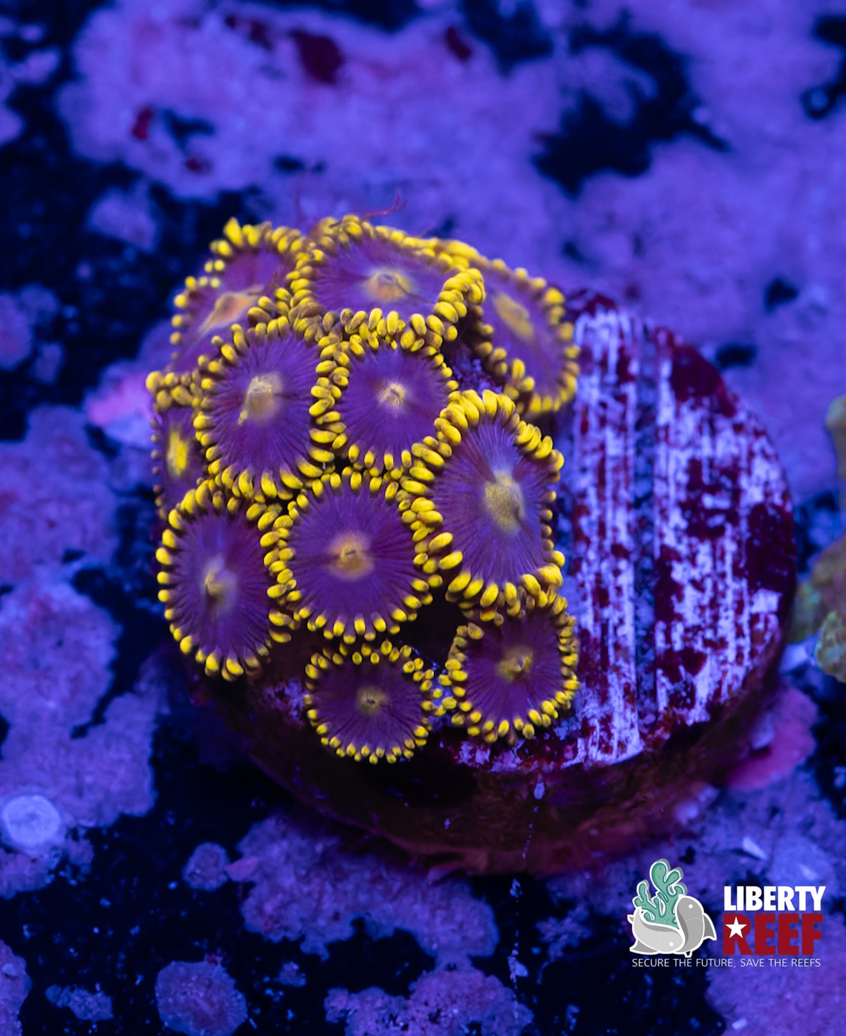 Blueberry Fields Zoas